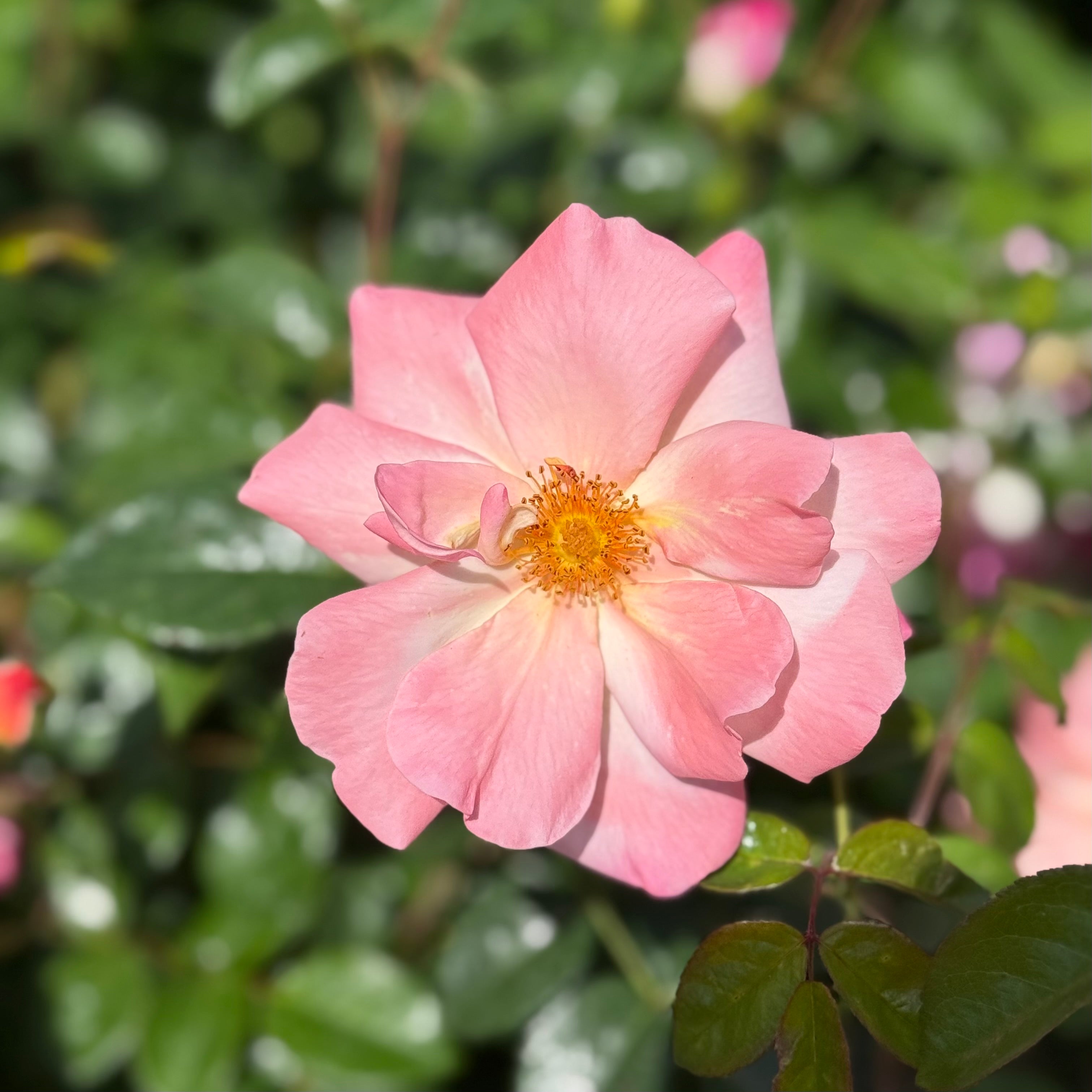 Bright and Shiny™ Potted Rose Bush
