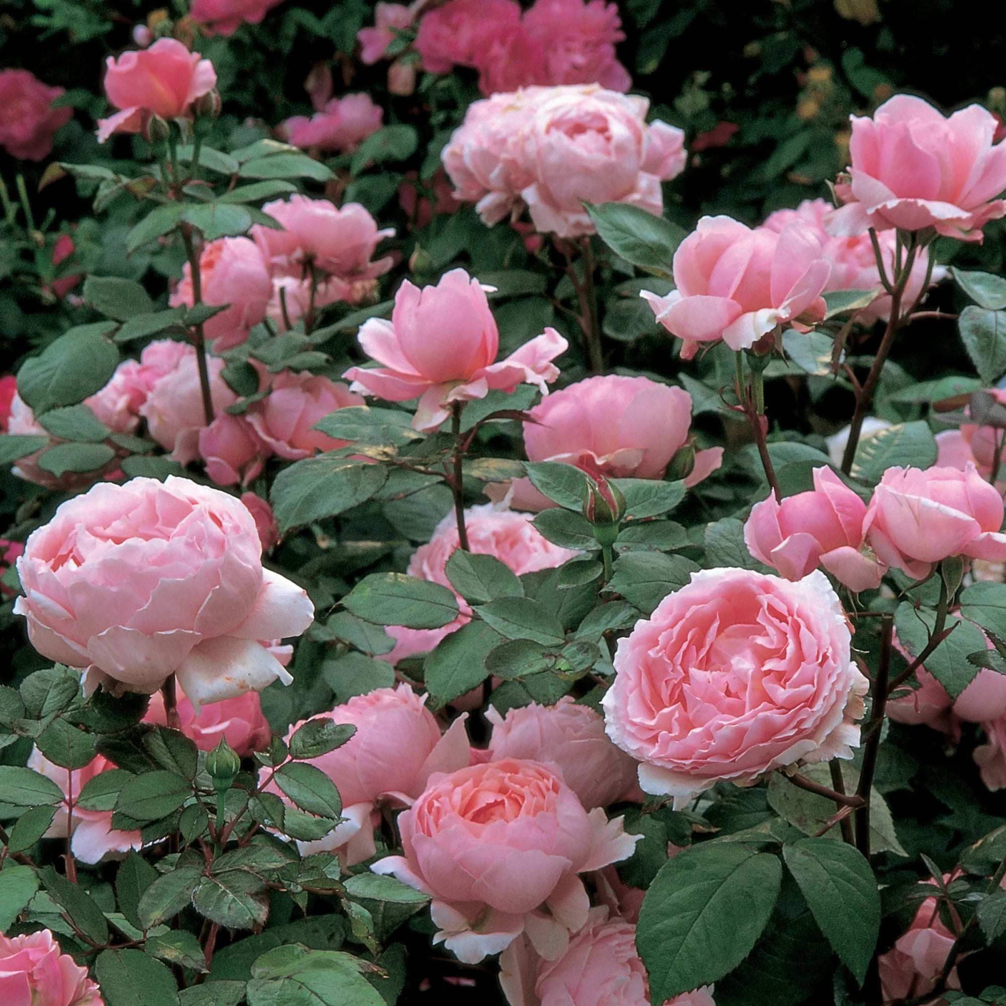 David Austin® Brother Cadfael® Potted Rose Bush