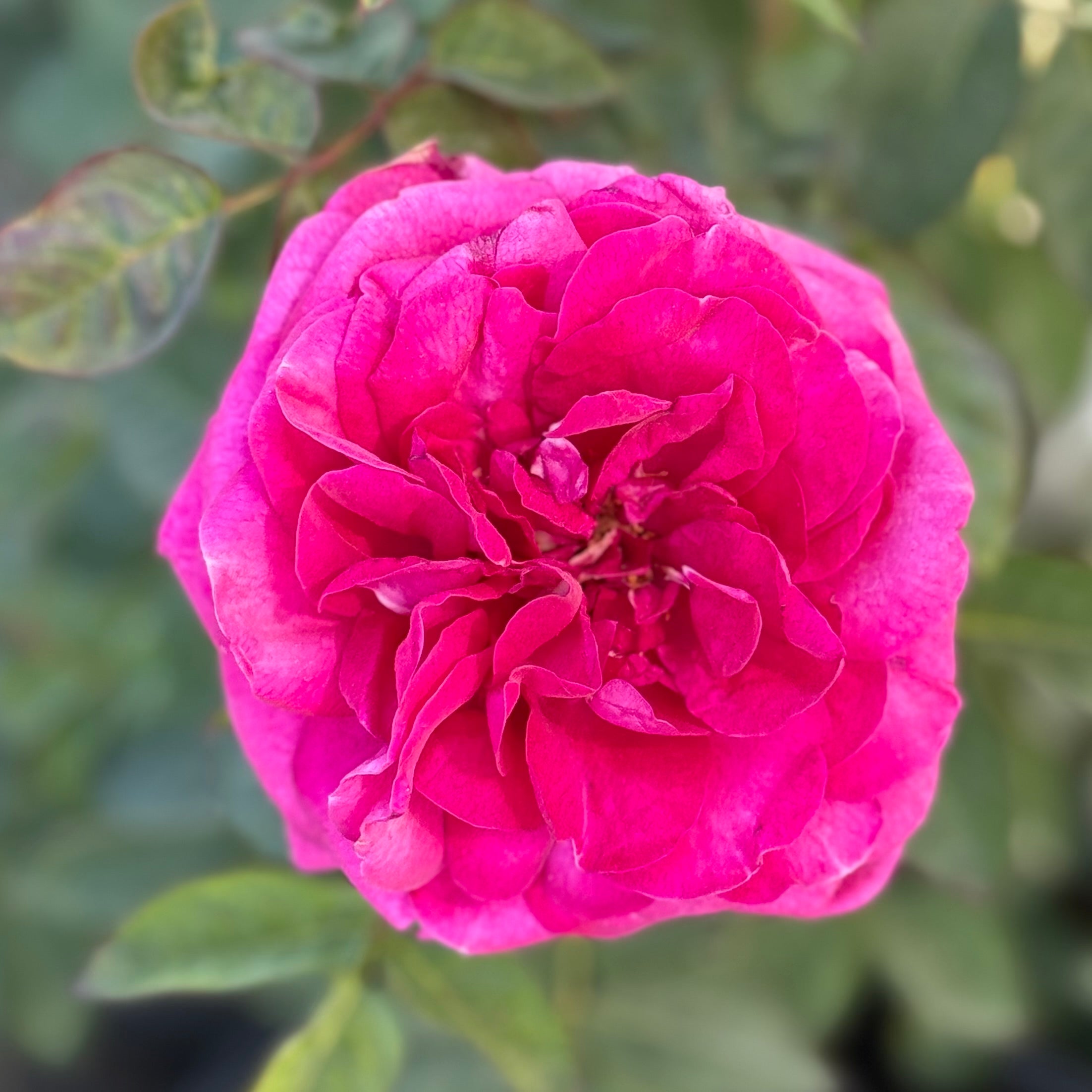 Delphine-Grace™ Potted Rose Bush