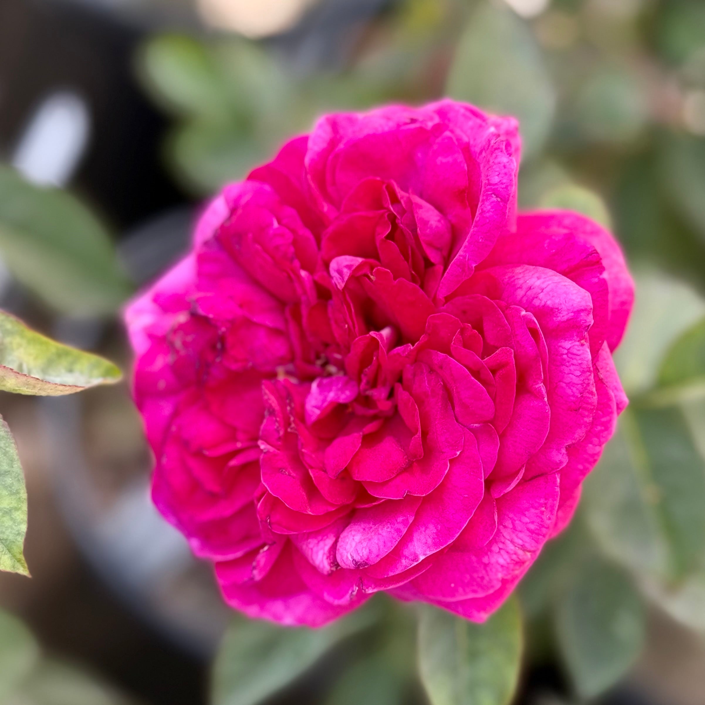 Delphine-Grace™ Potted Rose Bush