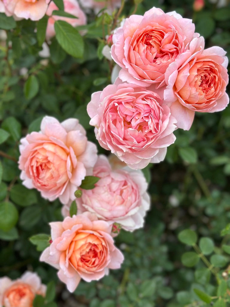 David Austin® Carding Mill® Potted Rose Bush
