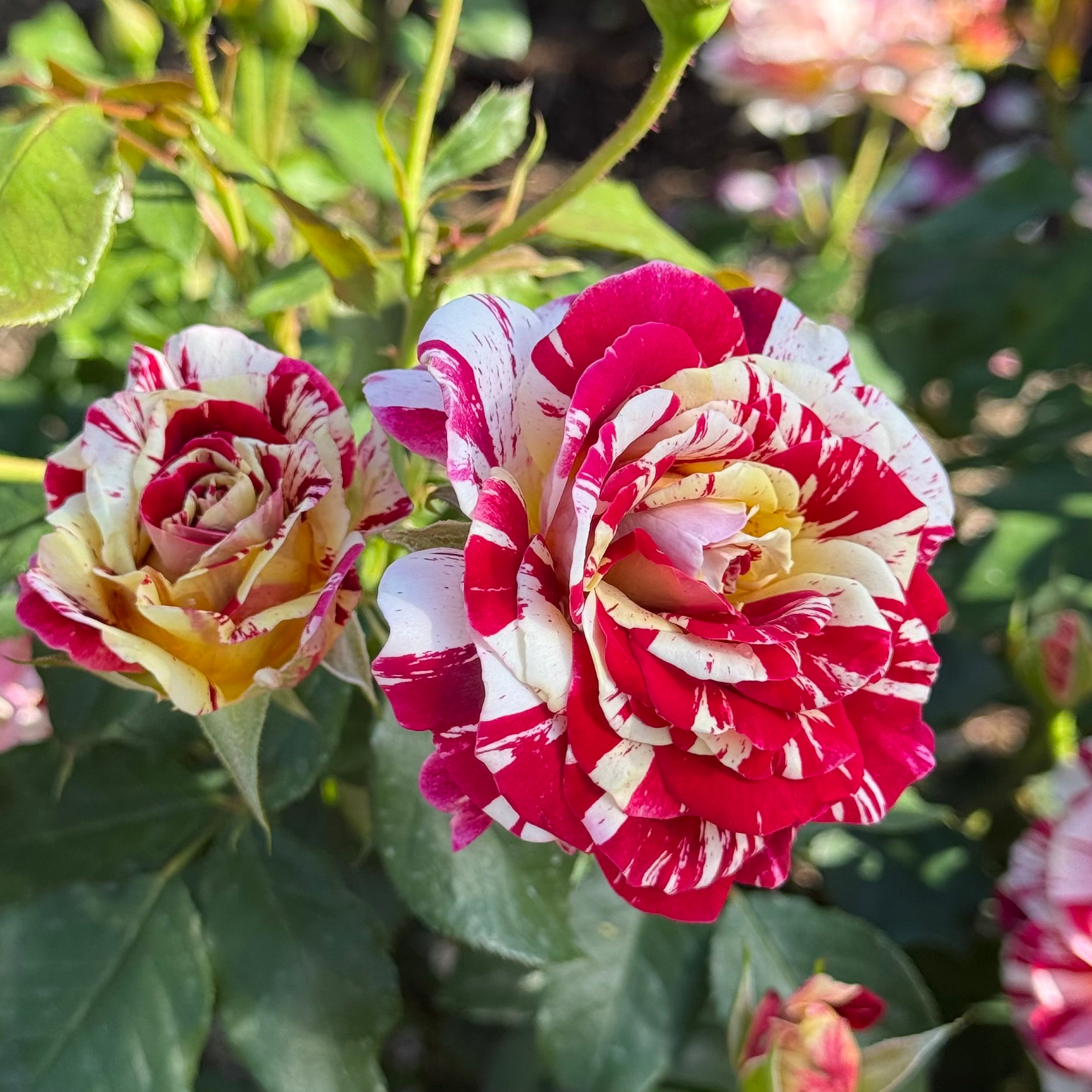 George Burns Bare Root Rose Bush