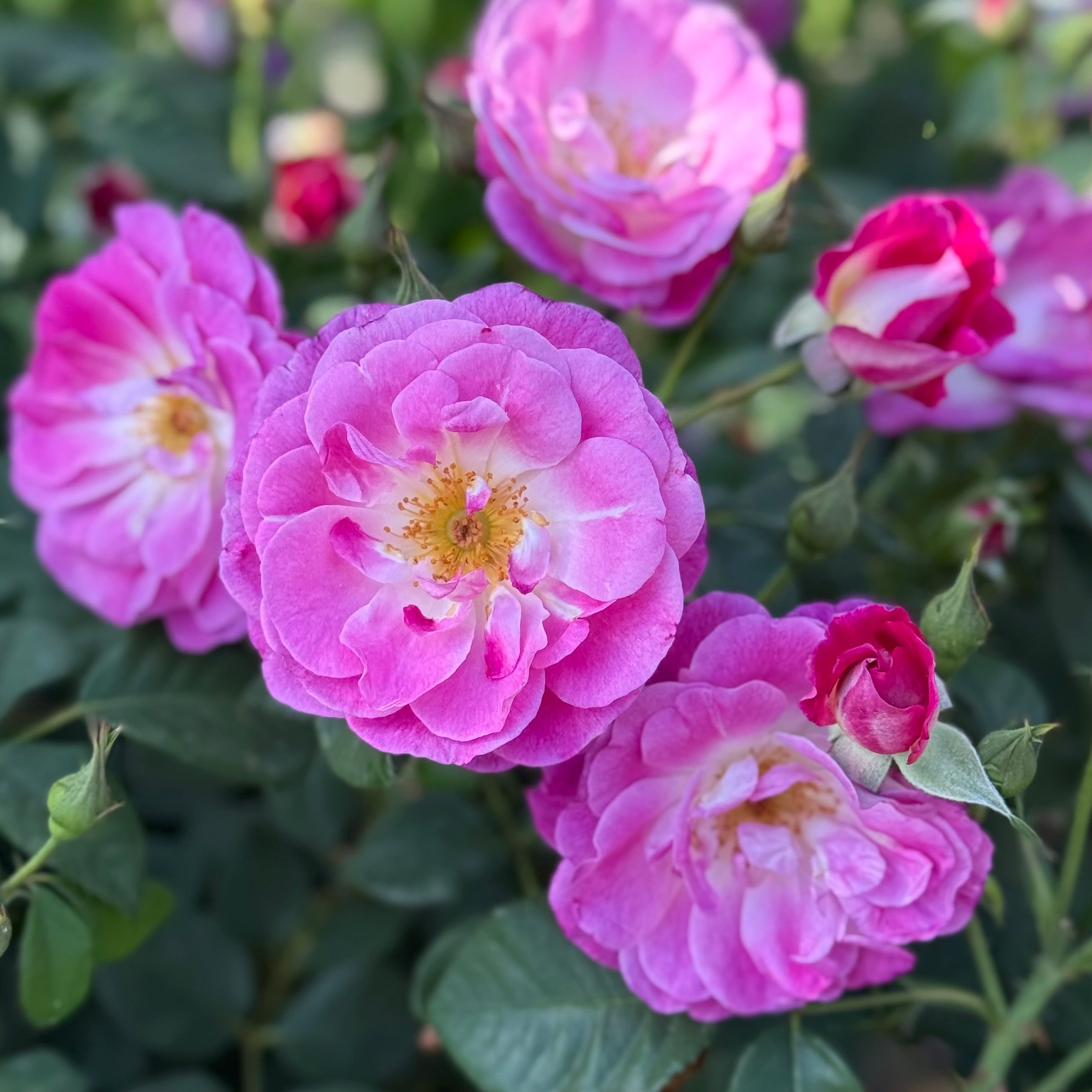 Brilliant Pink Iceberg Potted Rose Bush