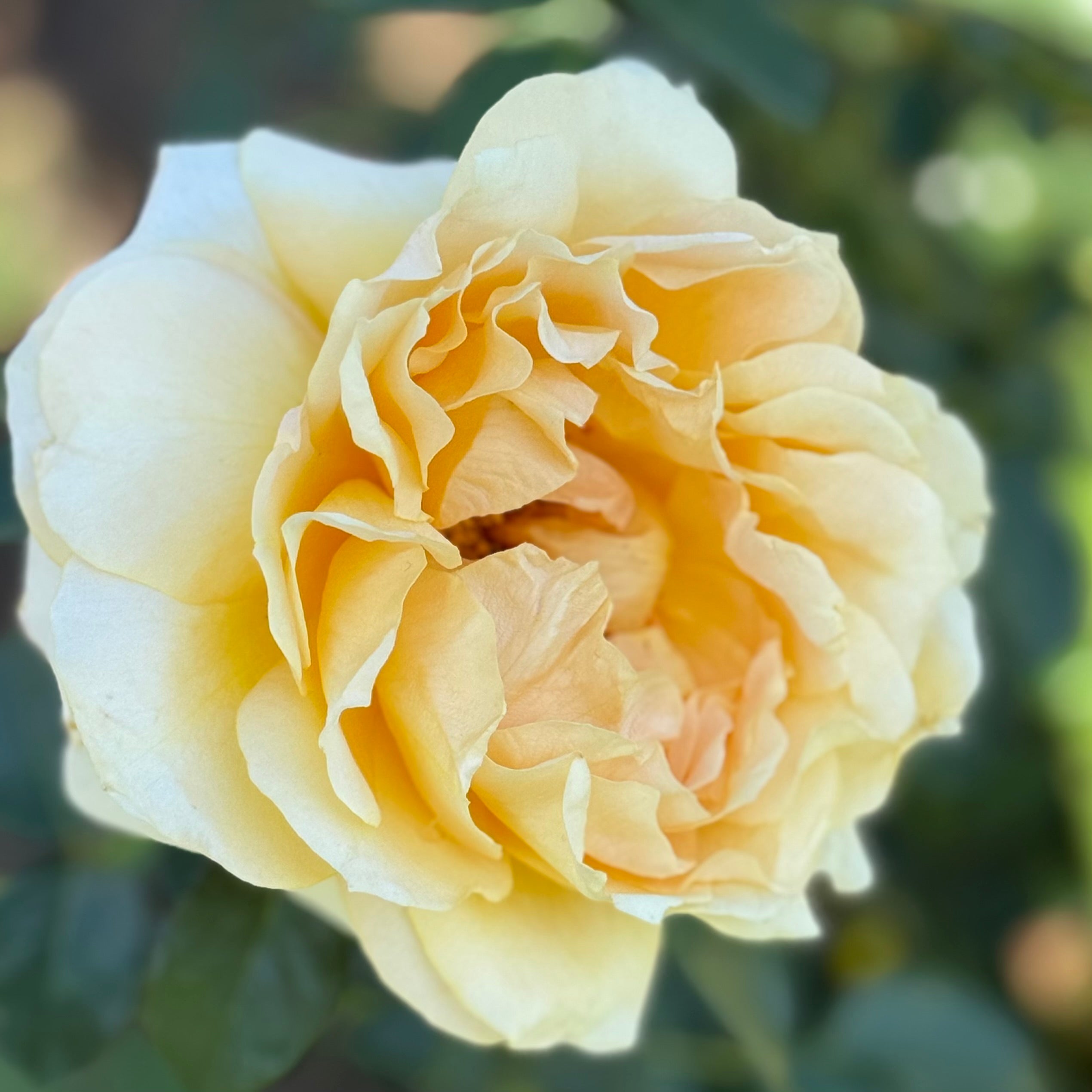 Forever Amber™ Potted Rose Bush