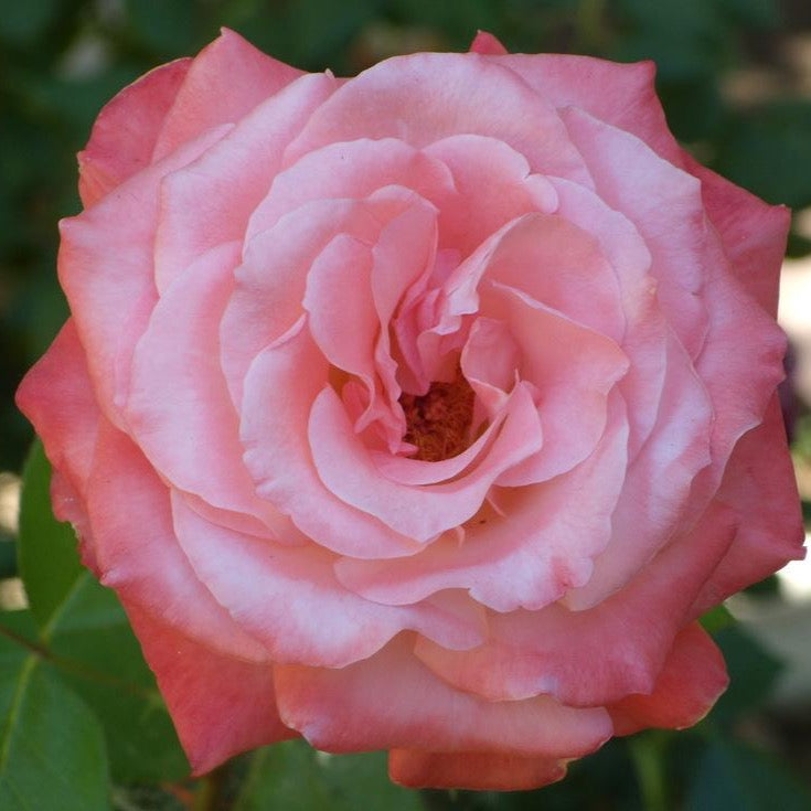 Sheer Elegance™ Rose Bush