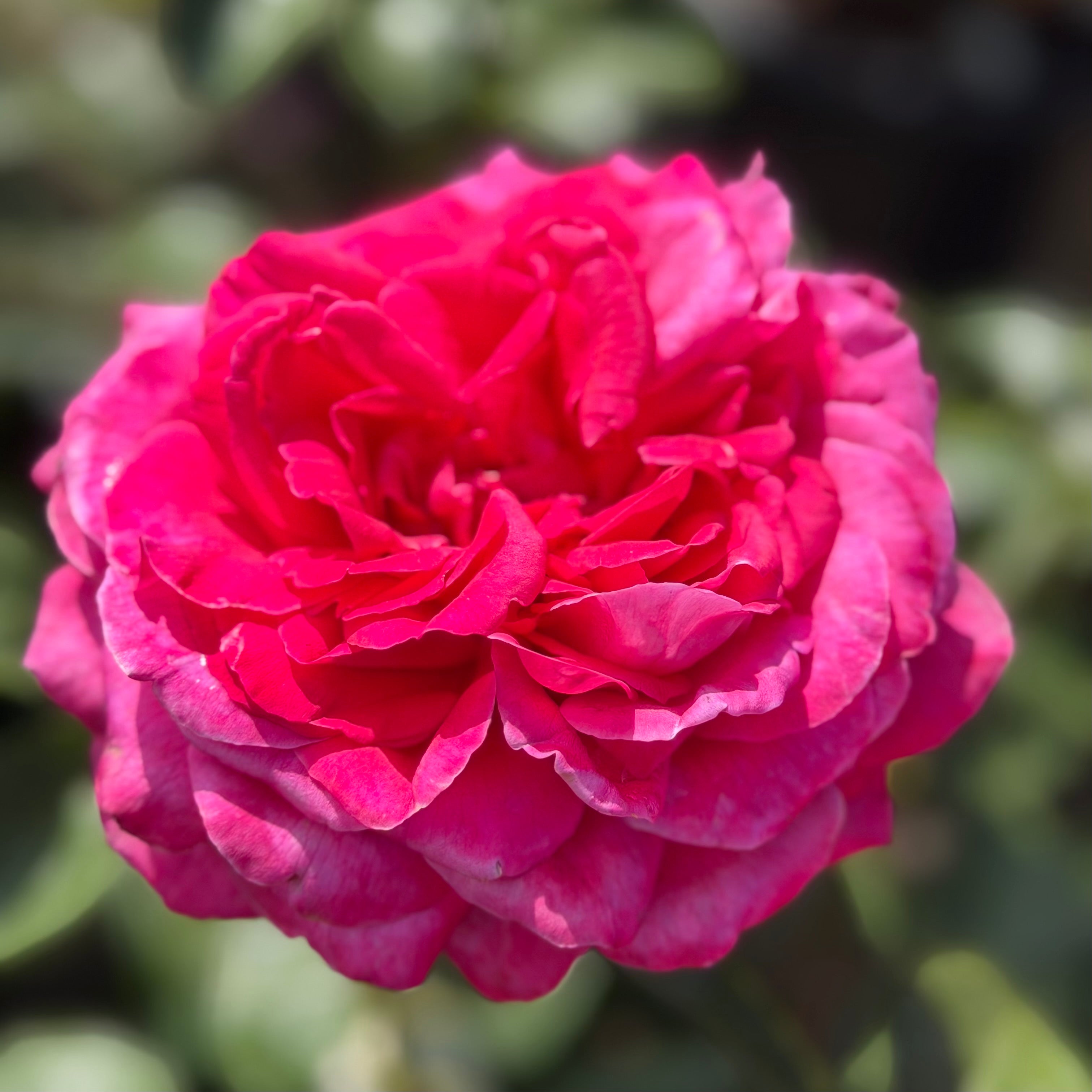 Adélaïde-Grace™ Potted Rose Bush