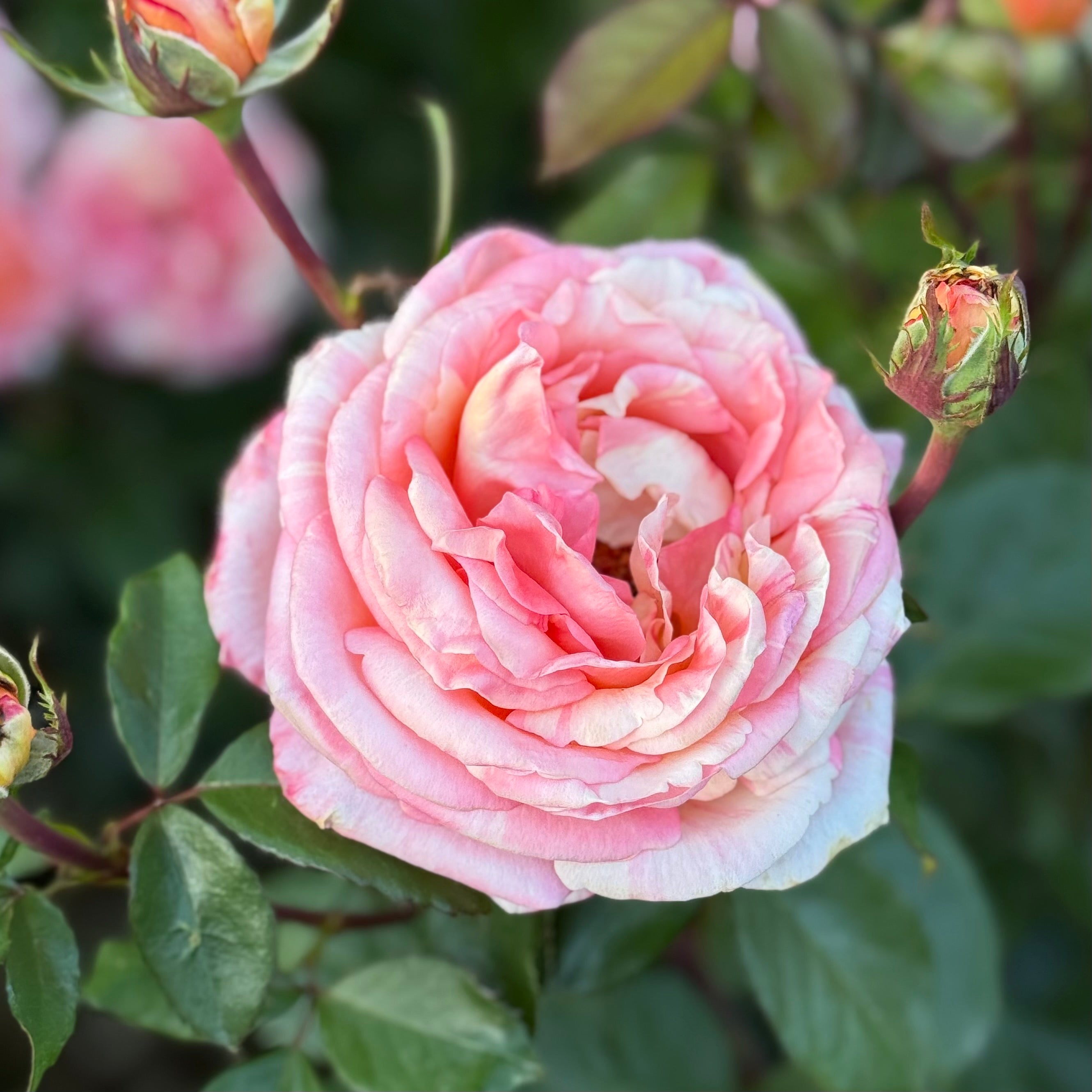 Peach Swirl™ Potted Rose Bush