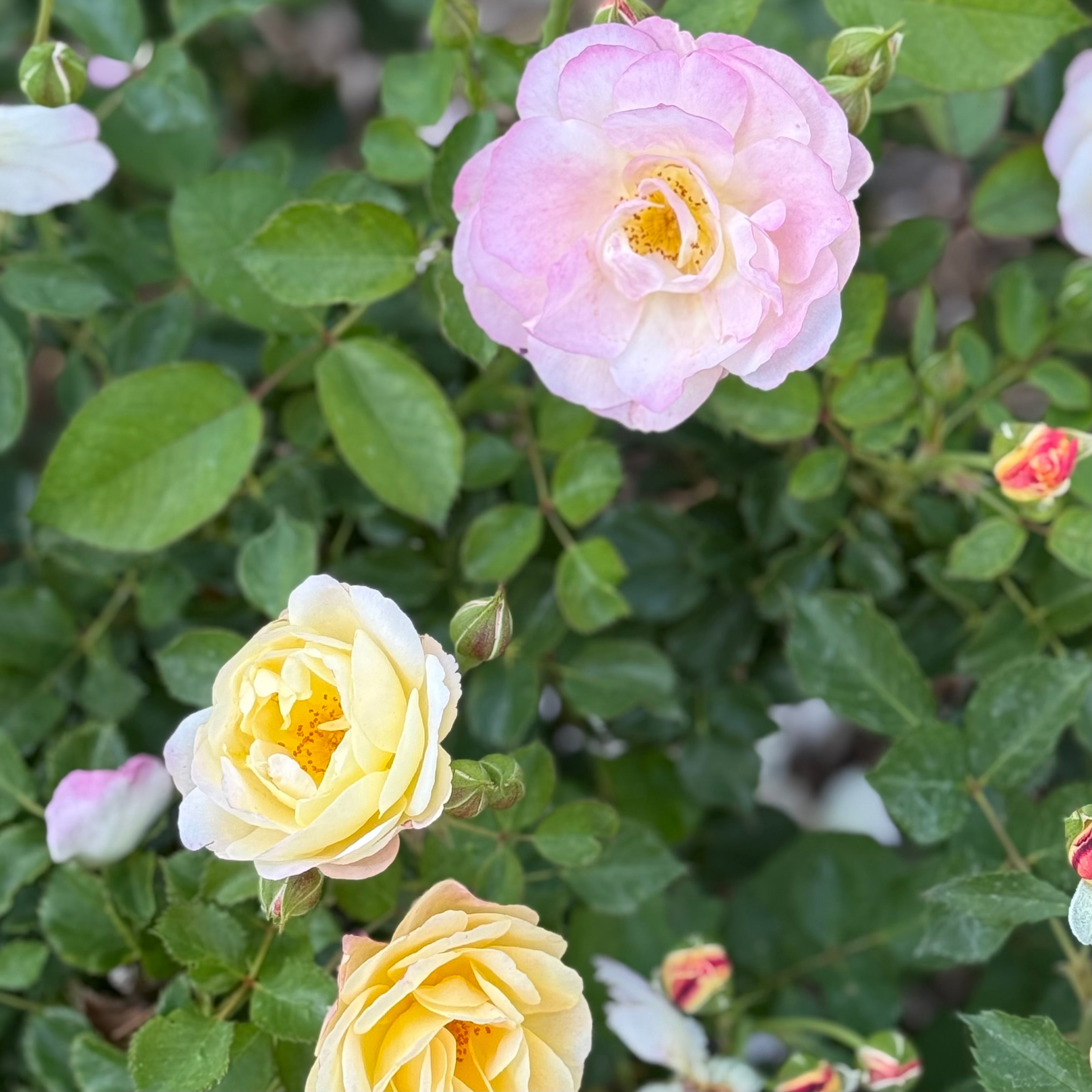 Life of the Party™ Potted Rose Bush