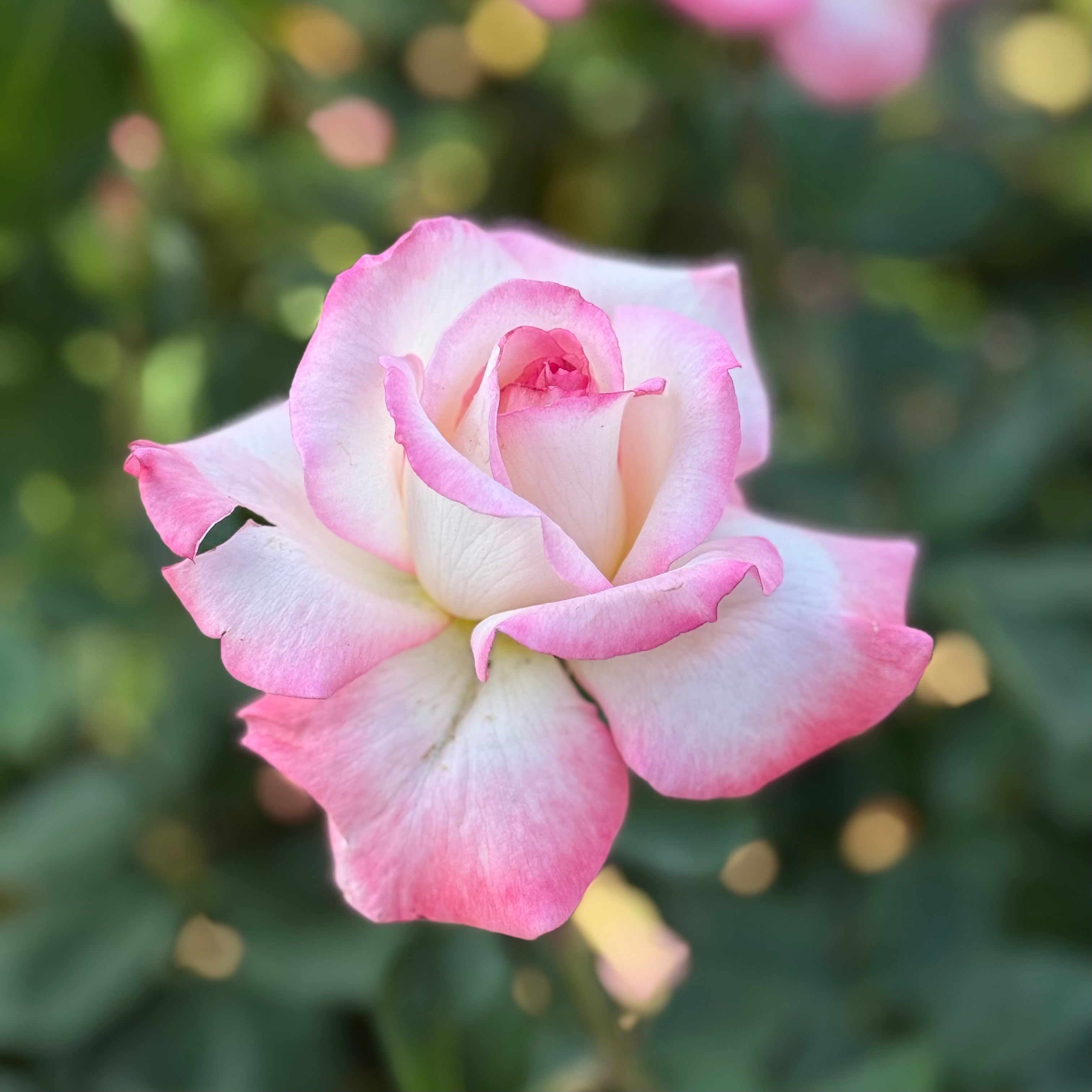Secret™ Potted Rose Bush