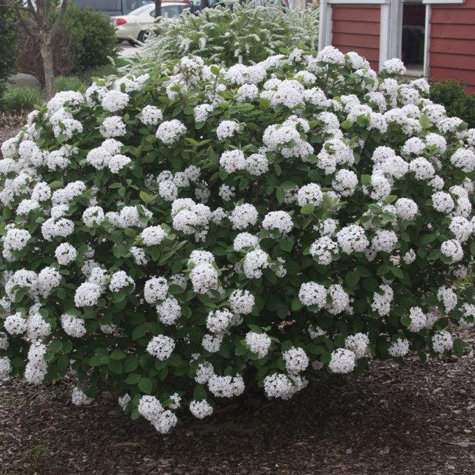 Viburnum carlesii Spice Island™ Potted Korean Spice Viburnum Bush