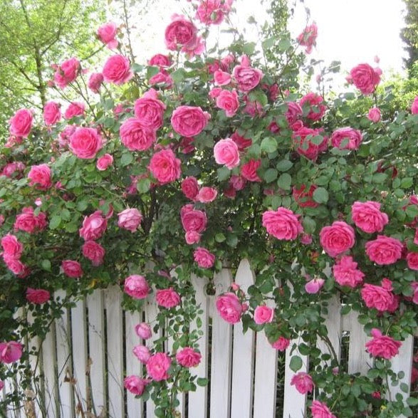 Arborose® Laguna™ Climbing Potted Rose