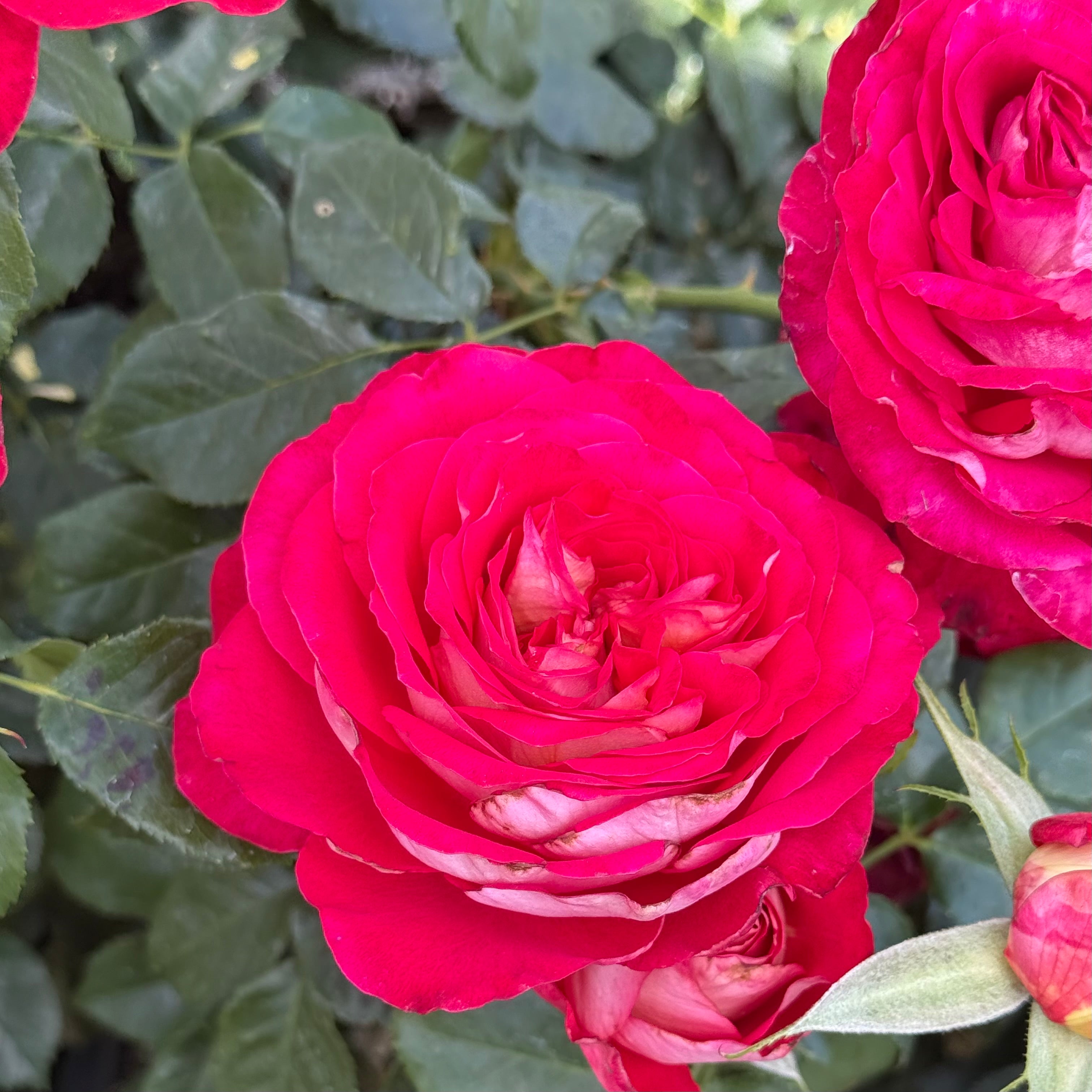 Gypsy Carnival ™ Potted Rose Bush