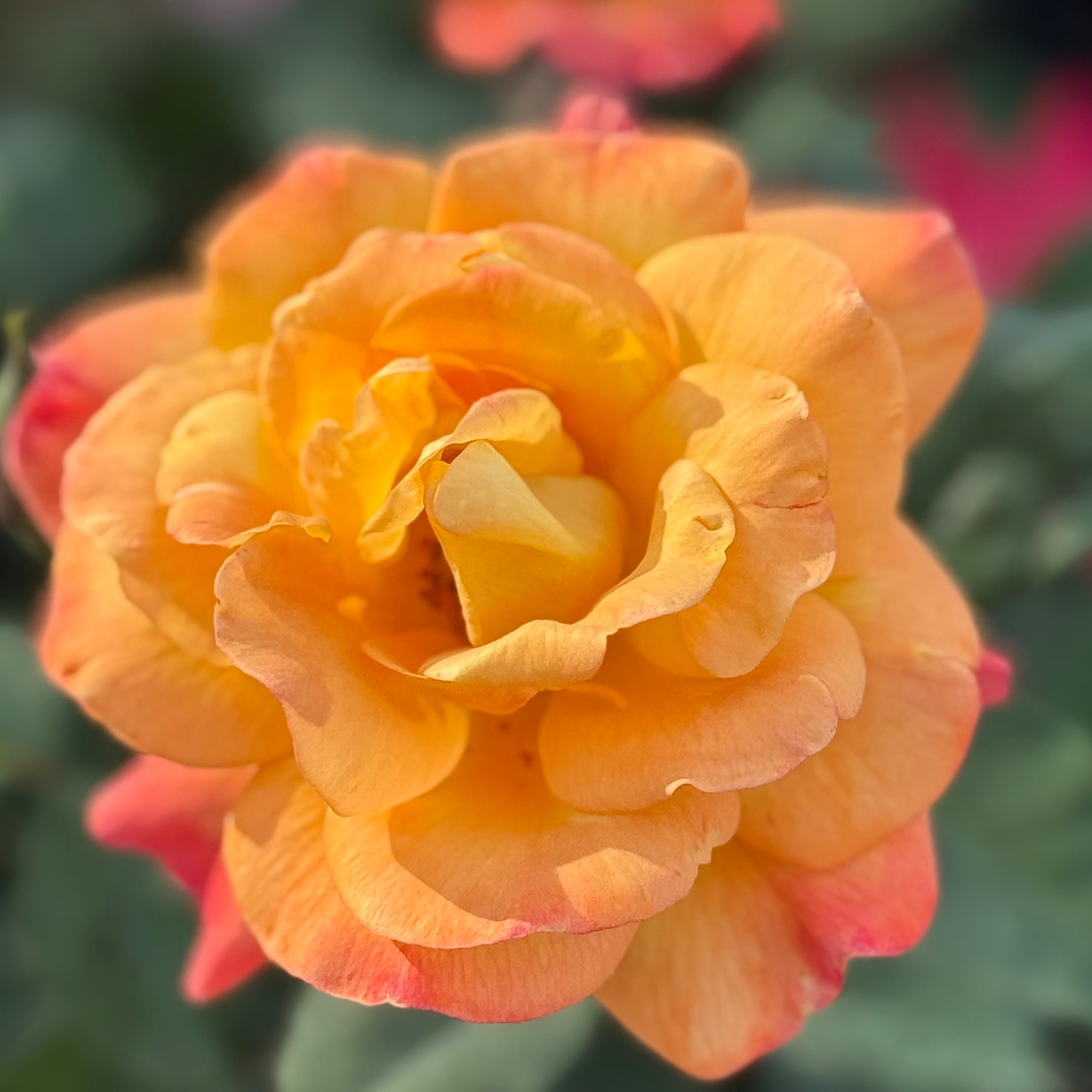 Rio Samba™ Potted Tree Rose