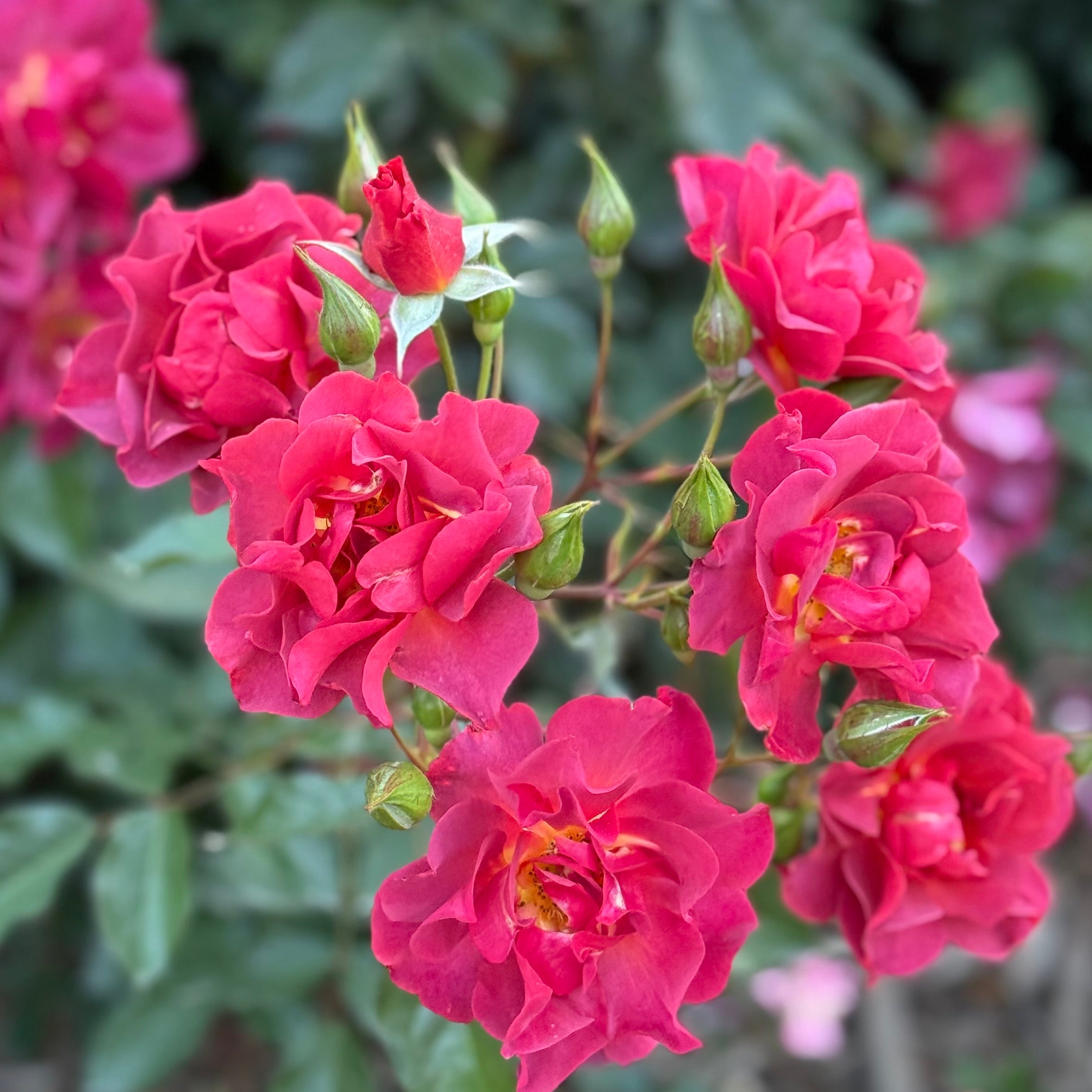 Cinco de Mayo™ Potted Rose Bush - Grace Rose Farm