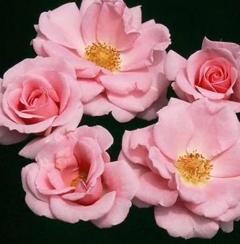 Baby Blanket Potted Rose Bush | Pink Groundcover Rose | Grace Rose