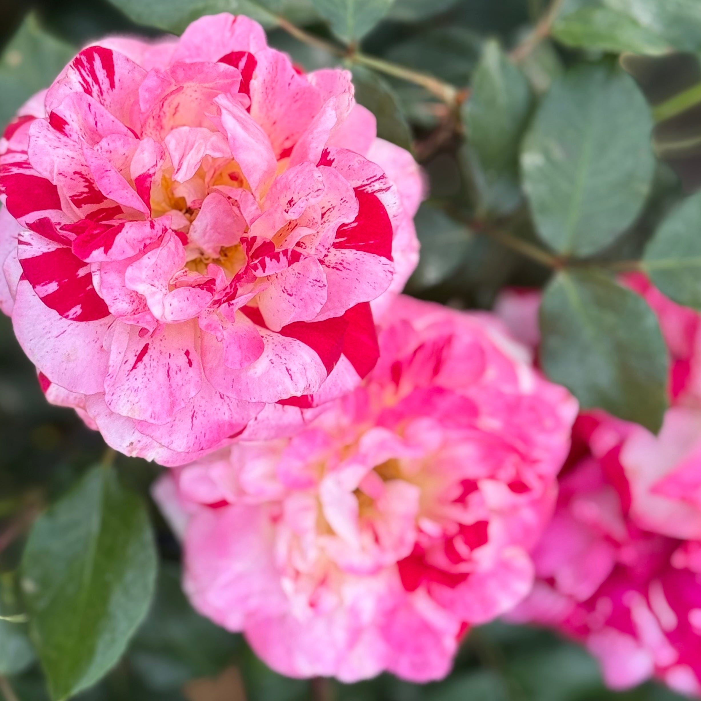 Rock & Roll™ Potted Rose Bush