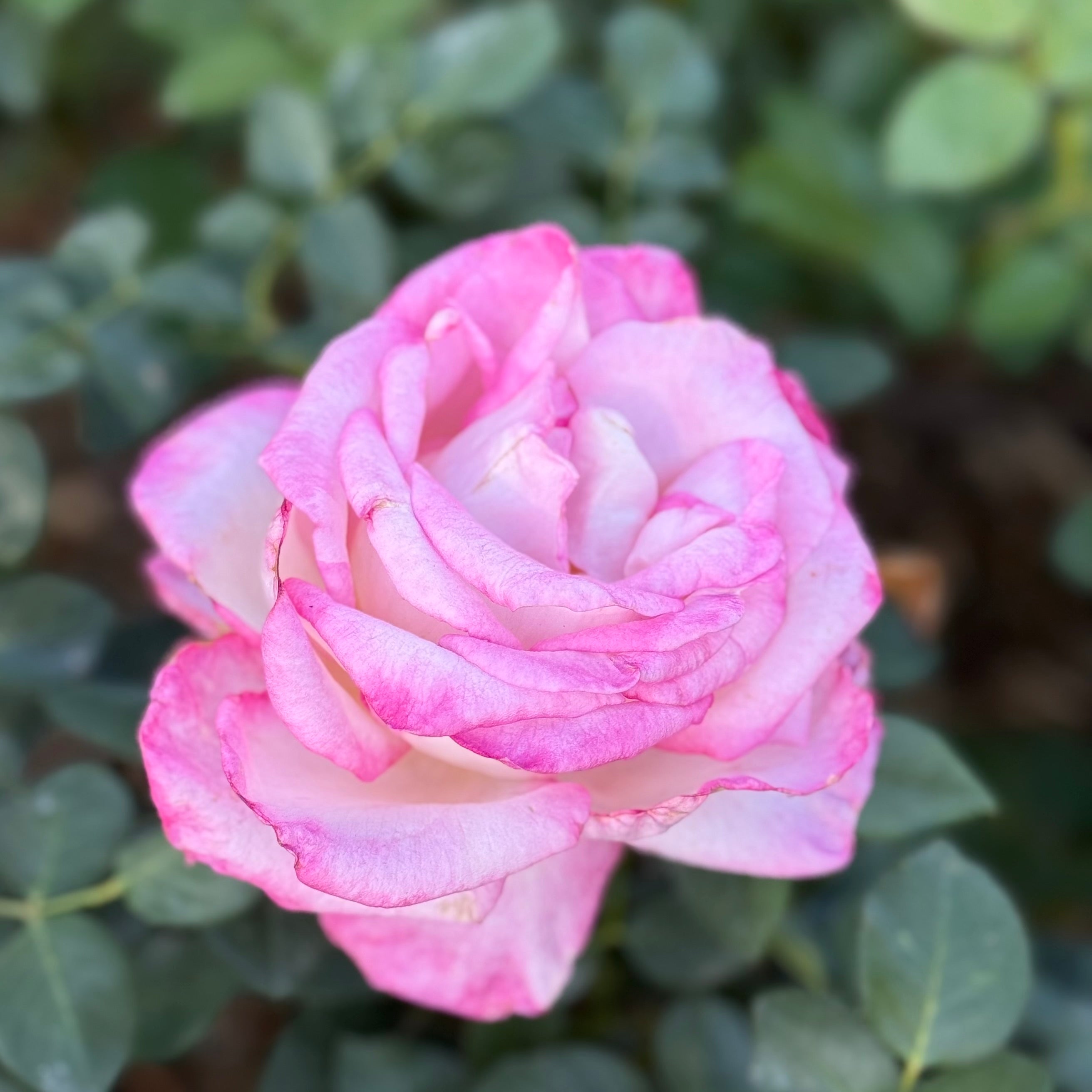 California Dreamin'™ Potted Tree Rose