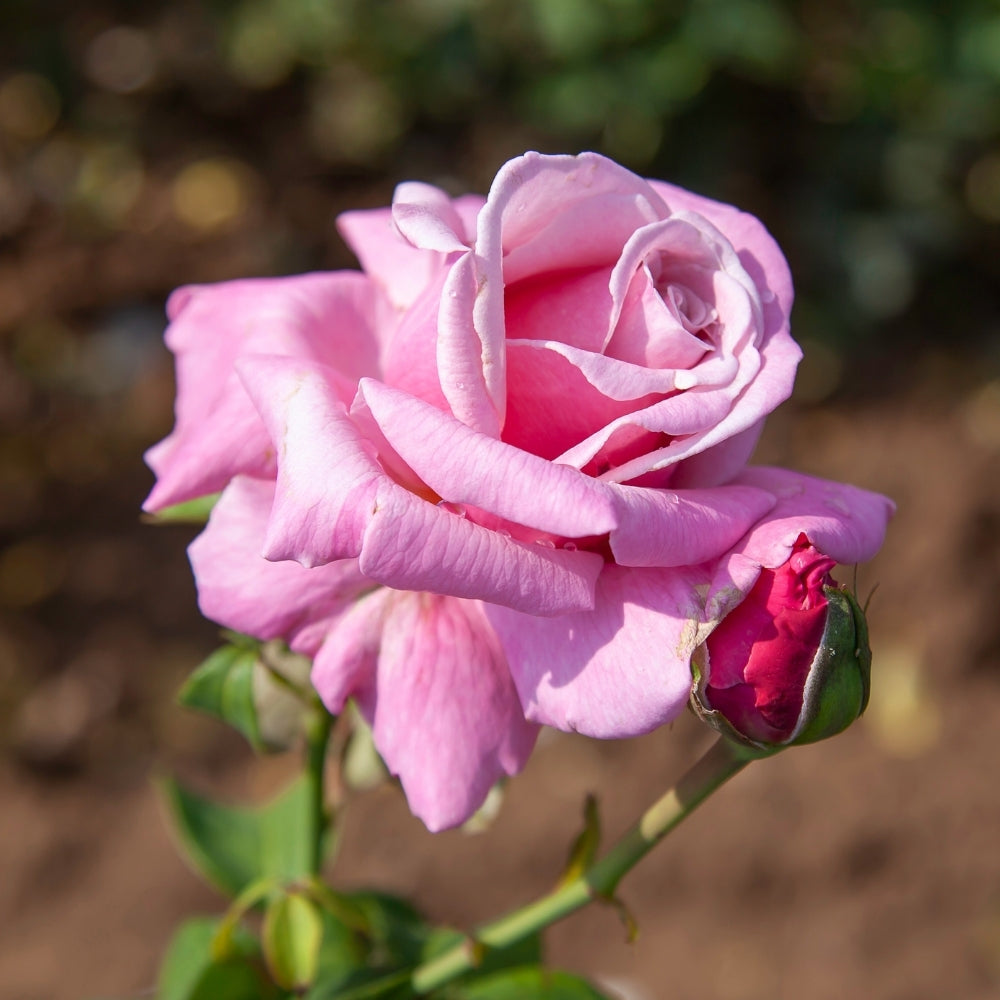 Memorial Day® Bare Root Rose Bush