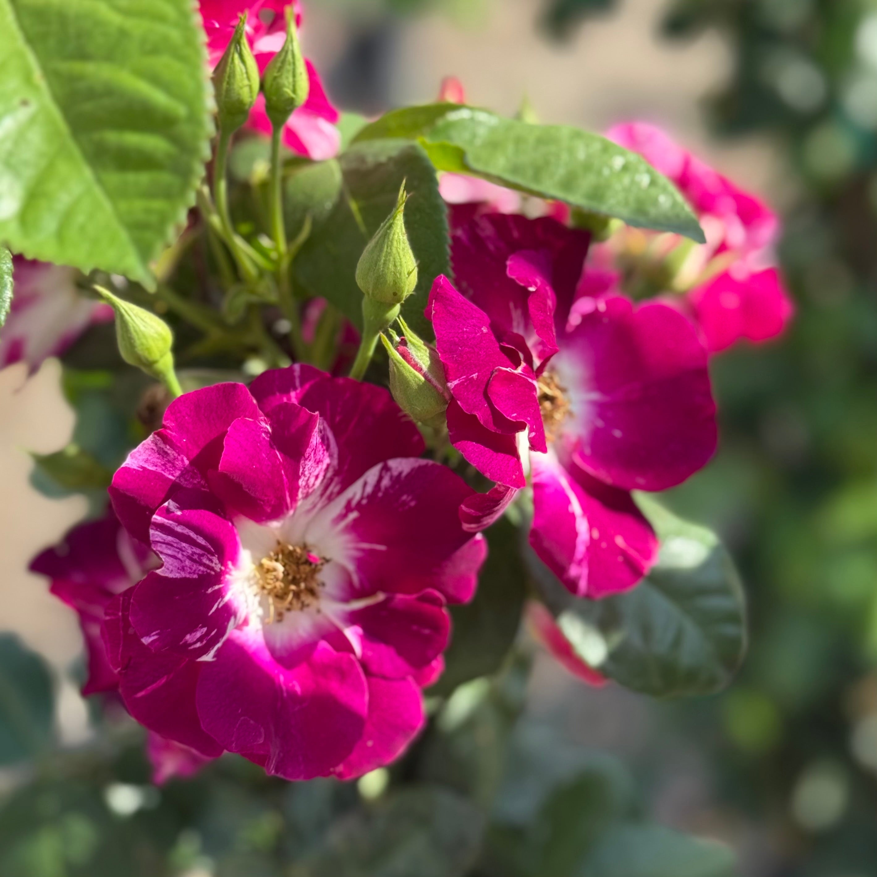 Purple Splash™ Bare Root Climbing Rose