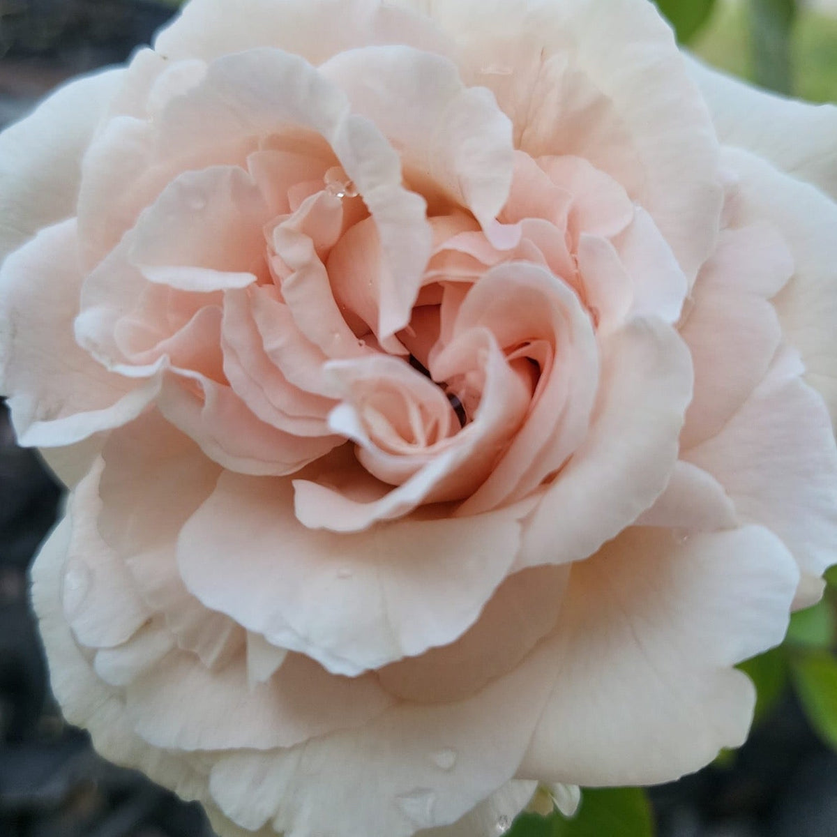 Parfuma® First Crush™ Bare Root Rose Bush