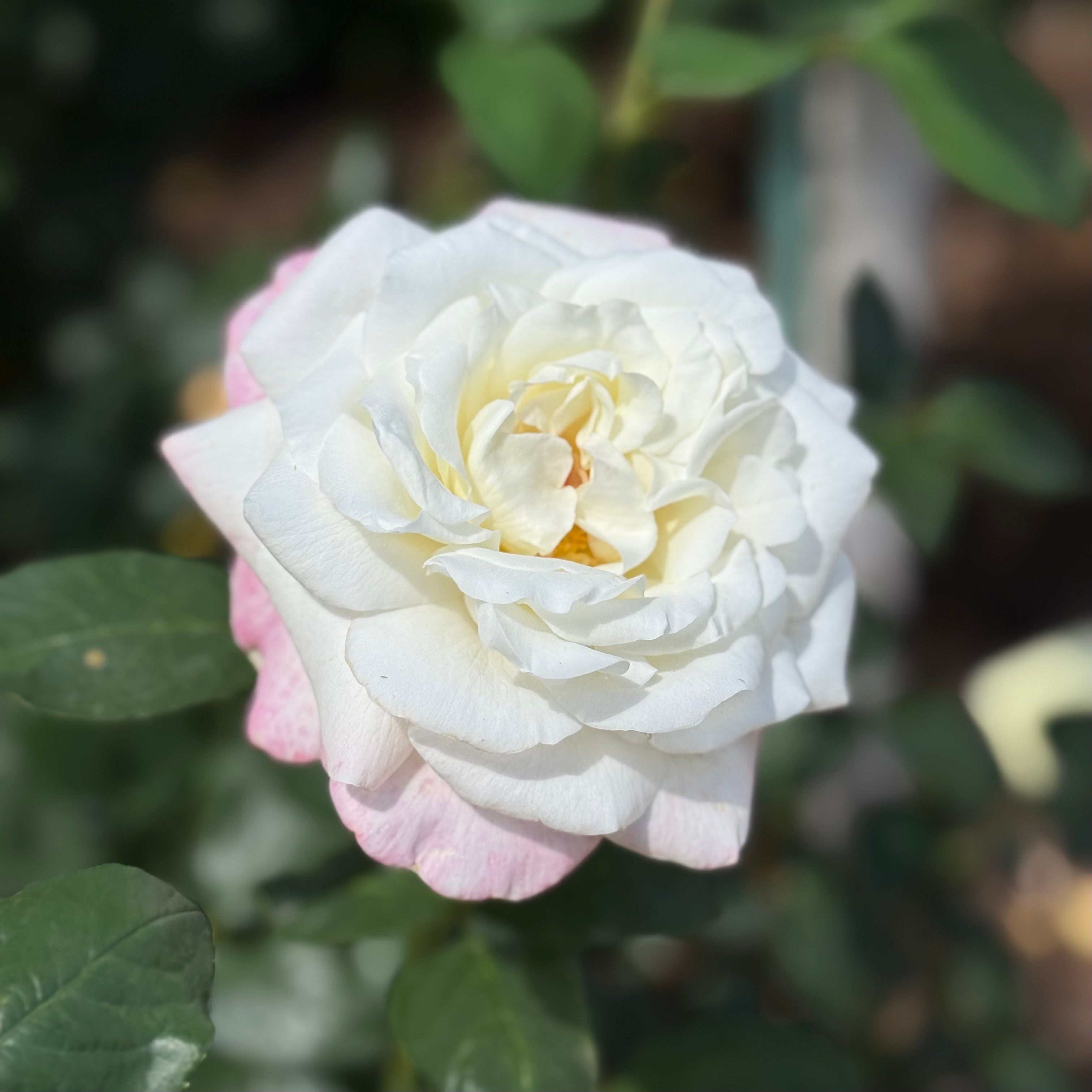 Sugar Moon™ Potted Tree Rose