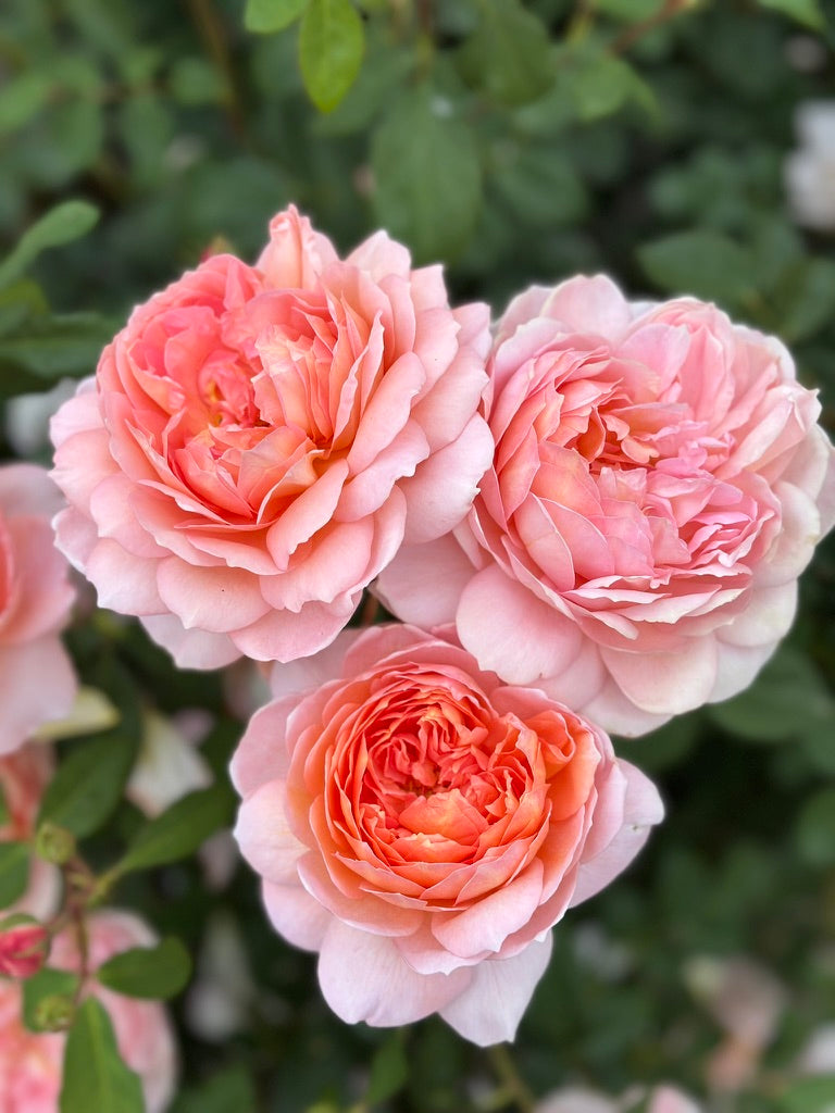 David Austin® Carding Mill® Potted Rose Bush