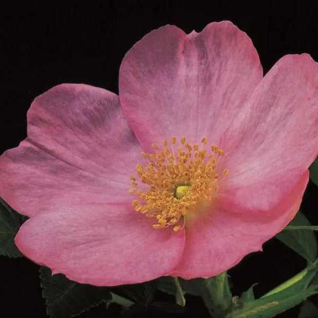 Frau Dagmar Hartopp Potted Rose Bush