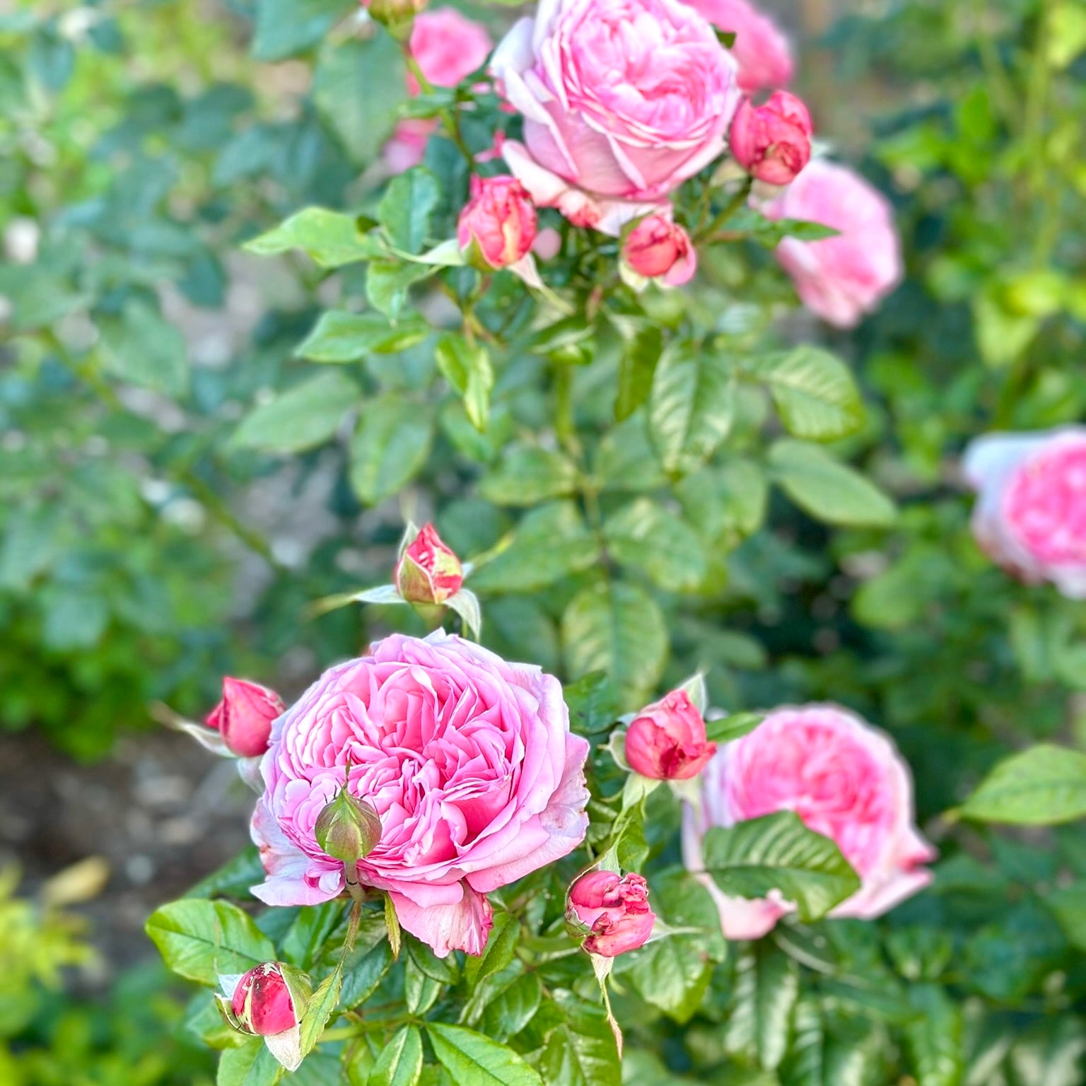 Romantica® Ball Gown™ Potted Rose Bush