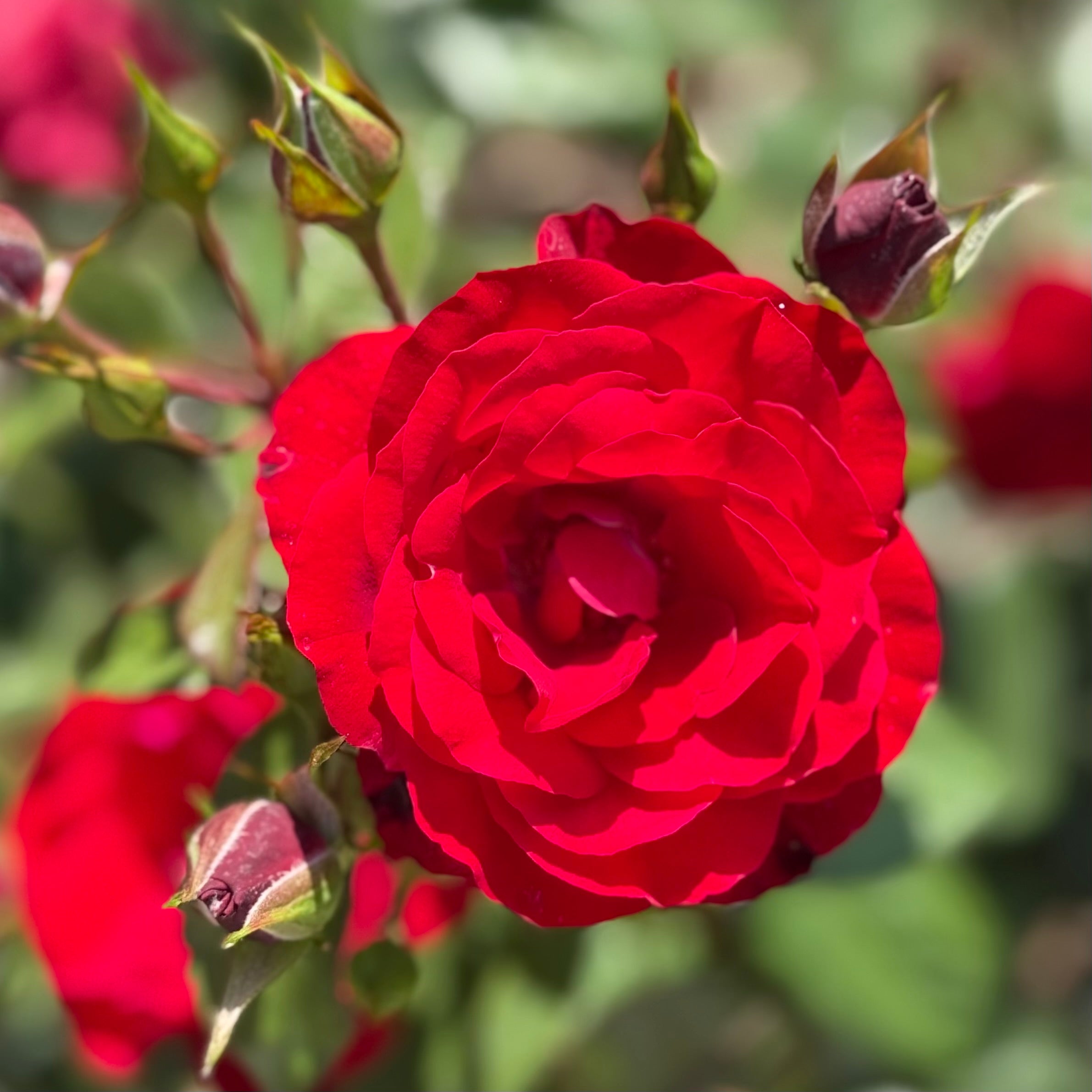 Europeana Potted Rose Bush