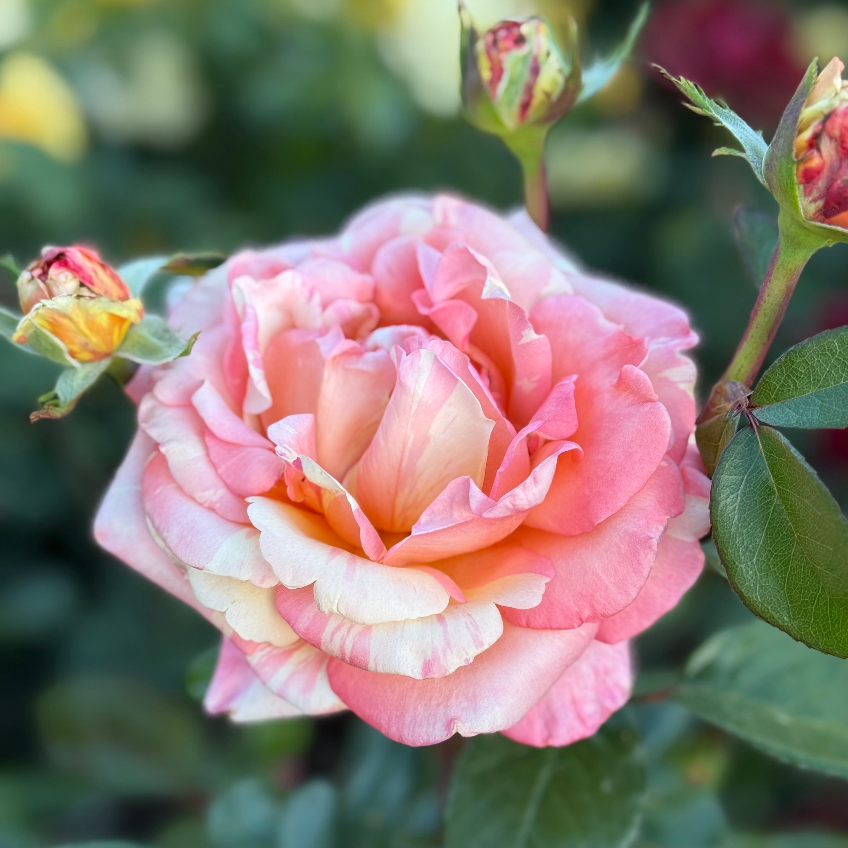 Peach Swirl™ Potted Rose Bush