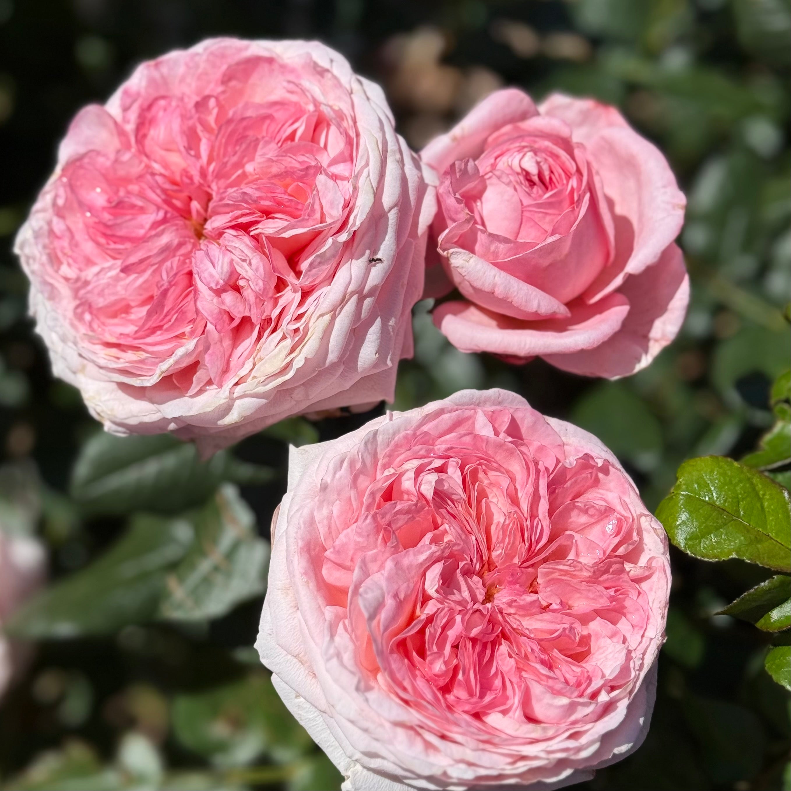 Martha Stewart™ Potted Rose Bush