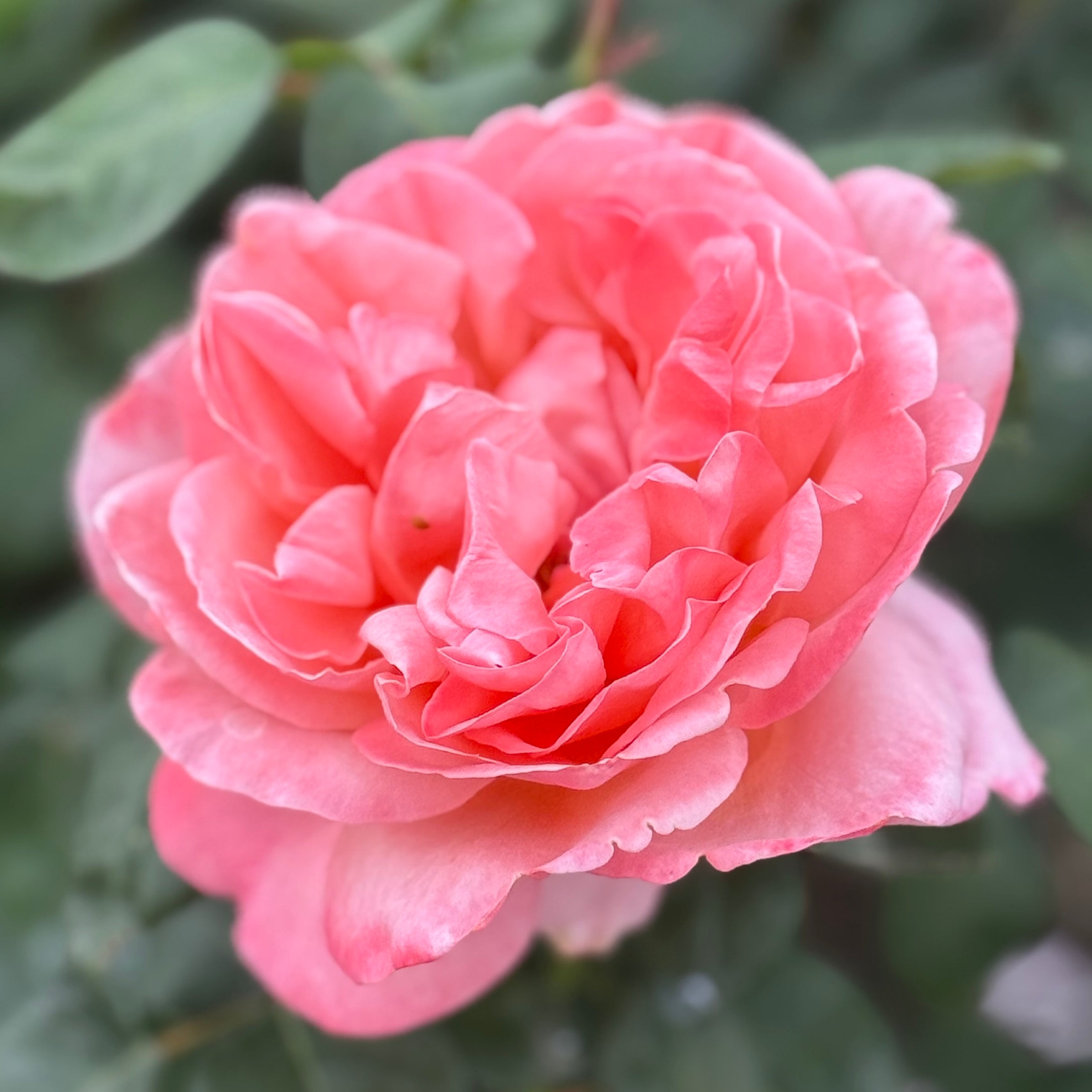 Sweet Mademoiselle™ Potted Rose Bush