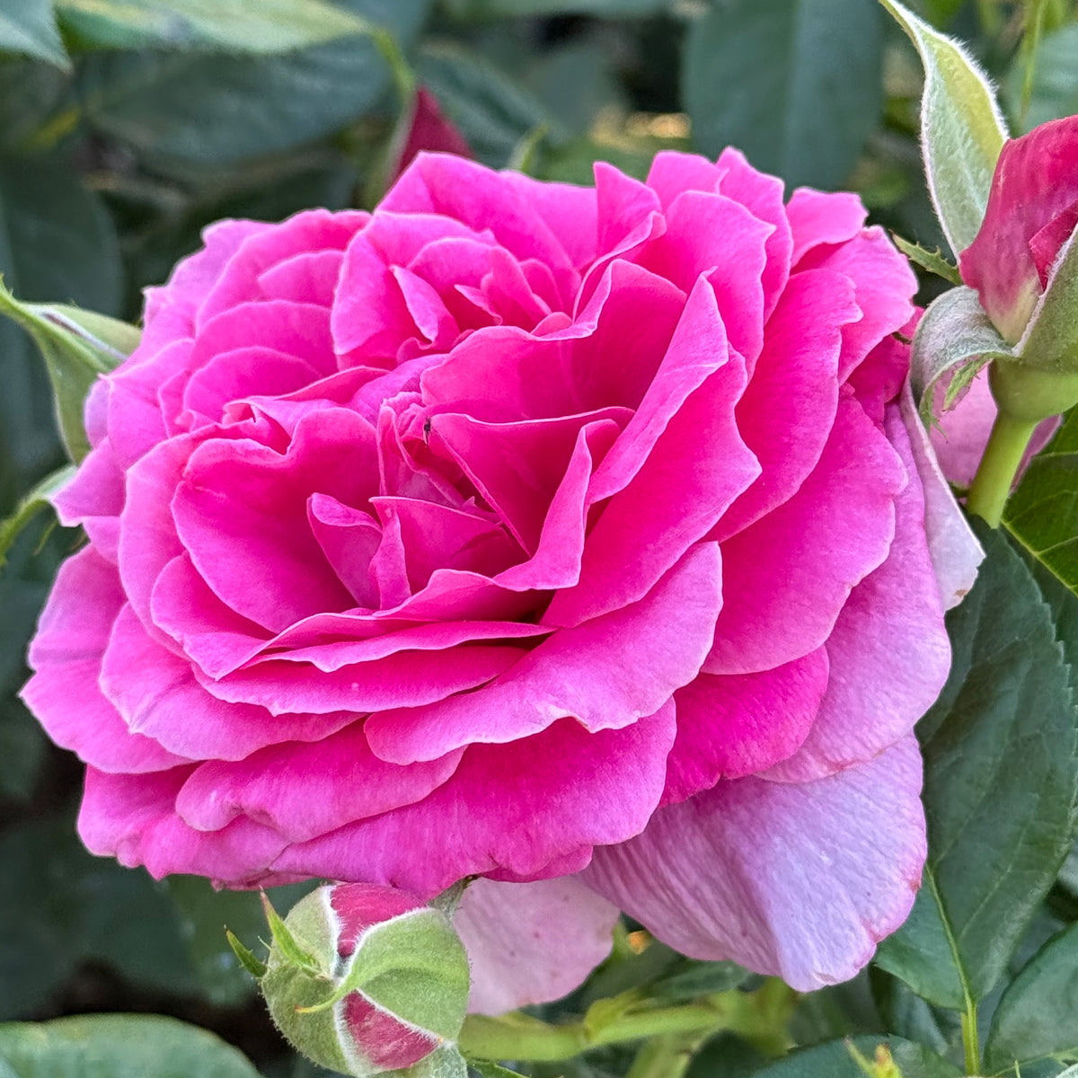 Pretty Lady Rose™ Rose Bush