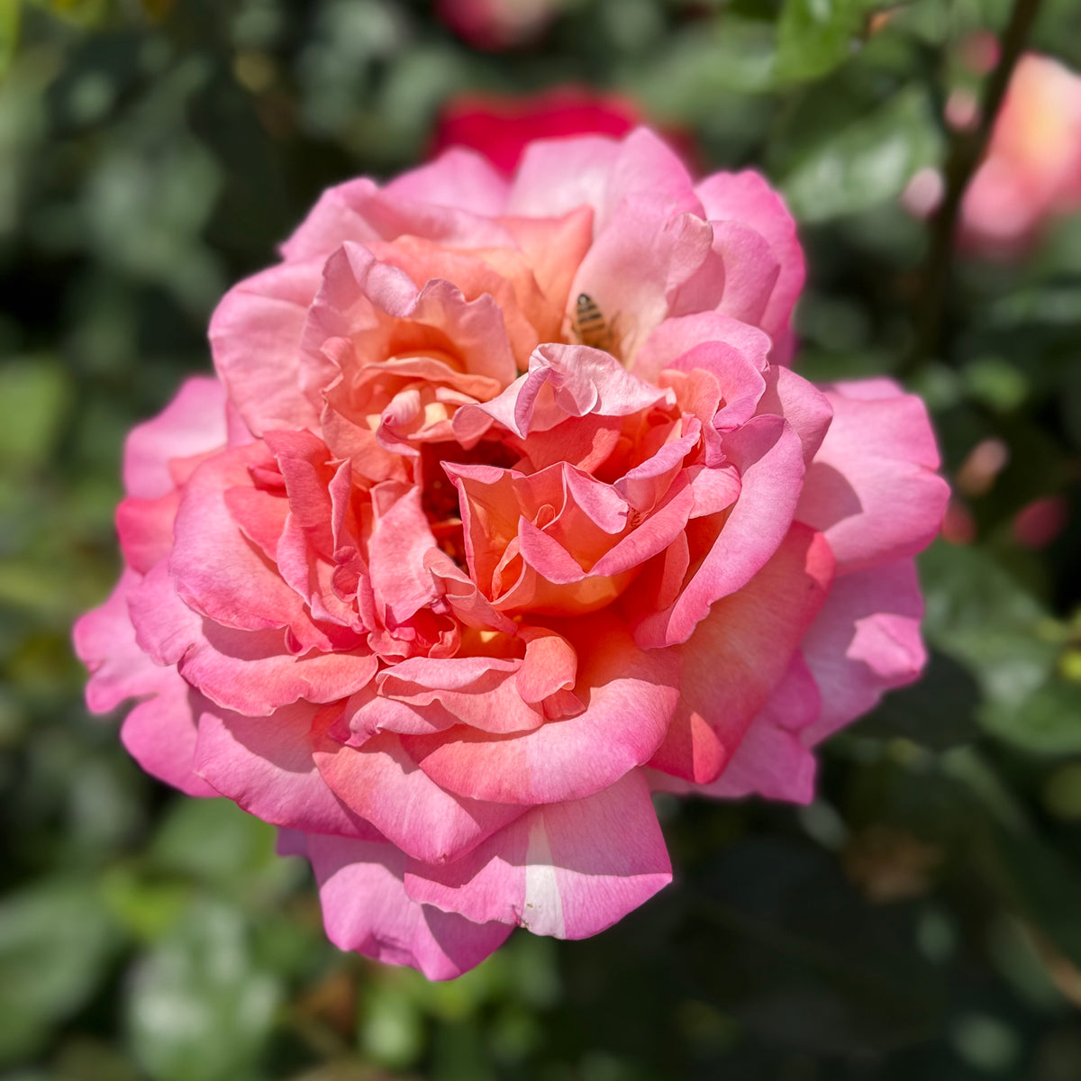 Chicago Peace Bare Root Rose Bush