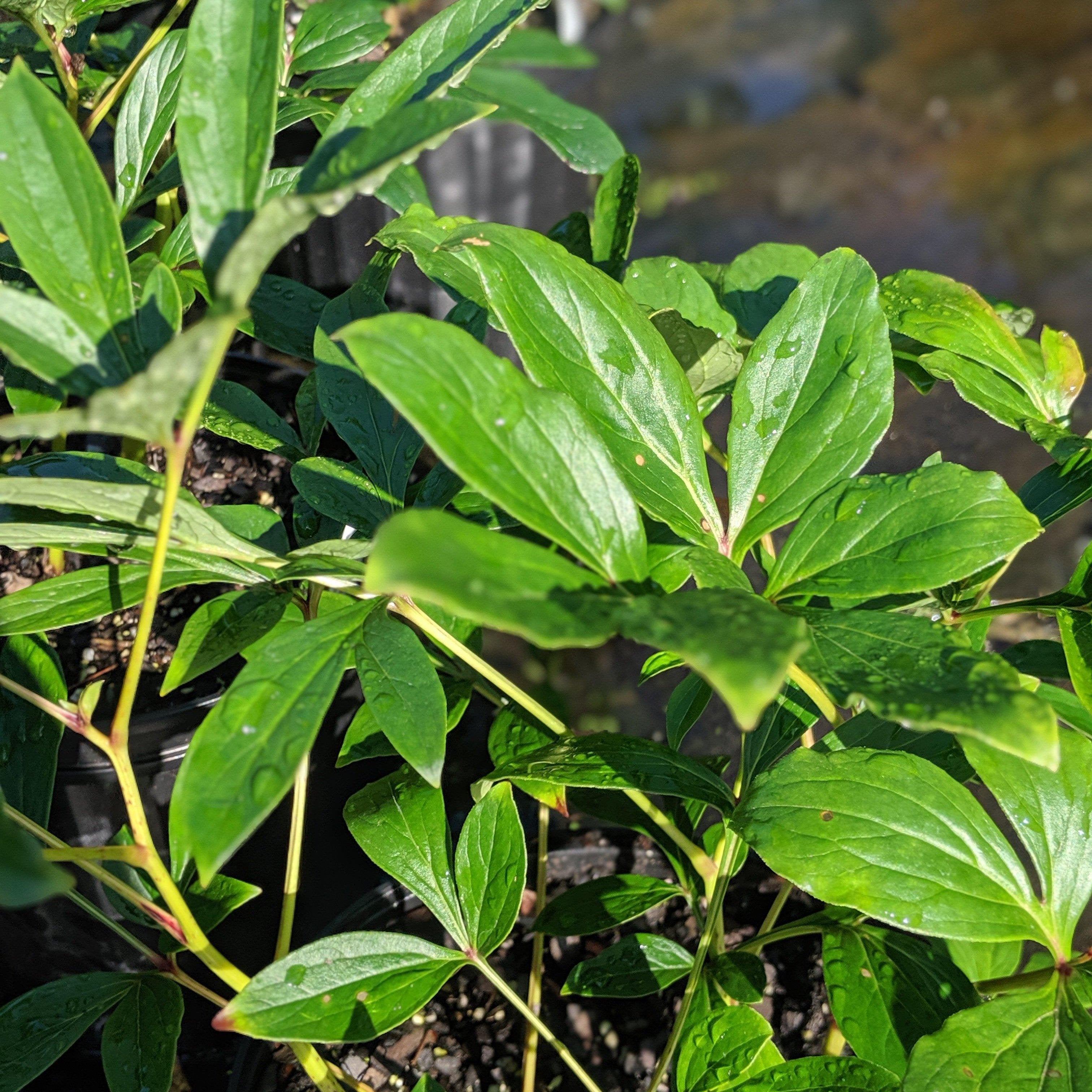Peony 'Sarah Bernhardt' Potted Peony Plant