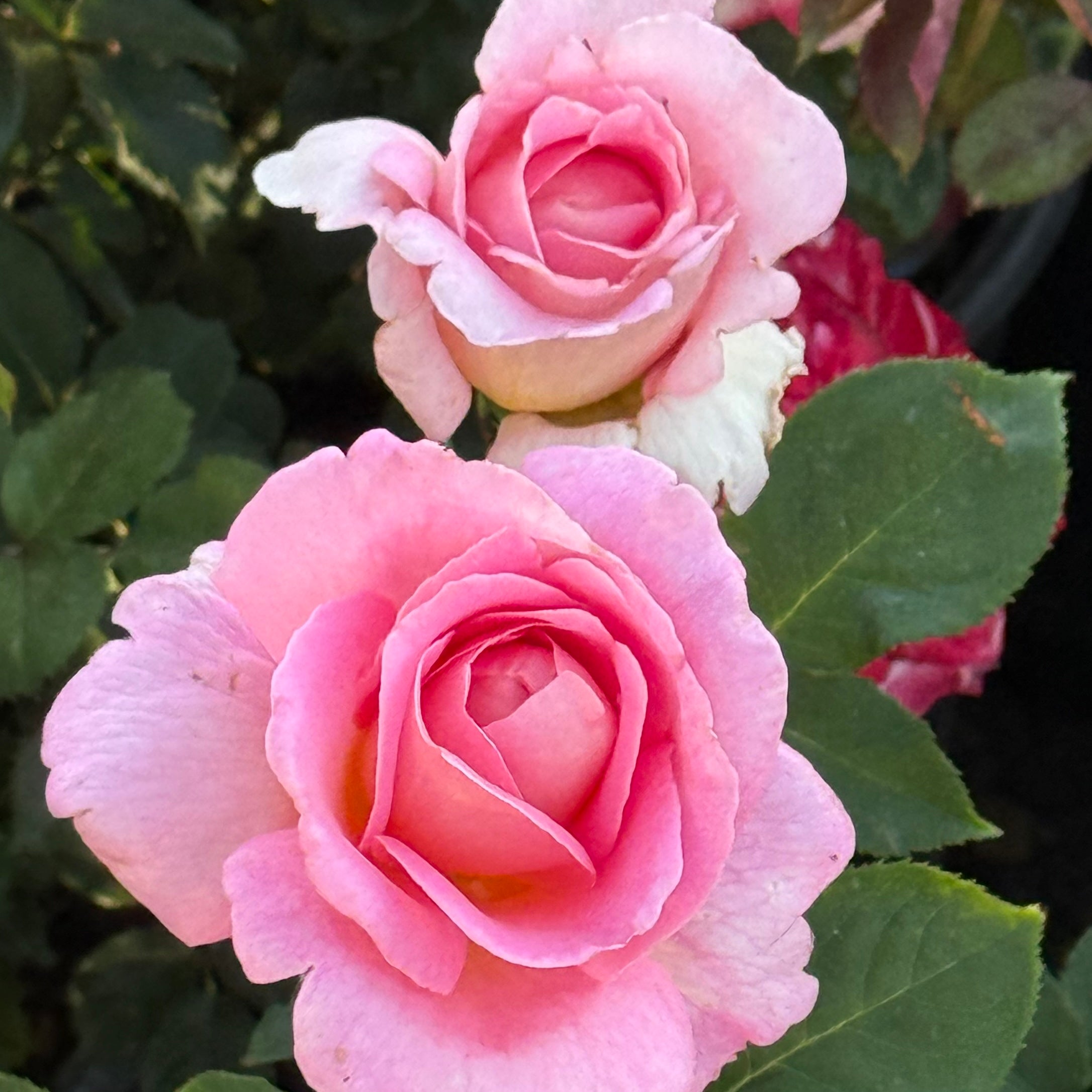 Tiffany Potted Rose Bush