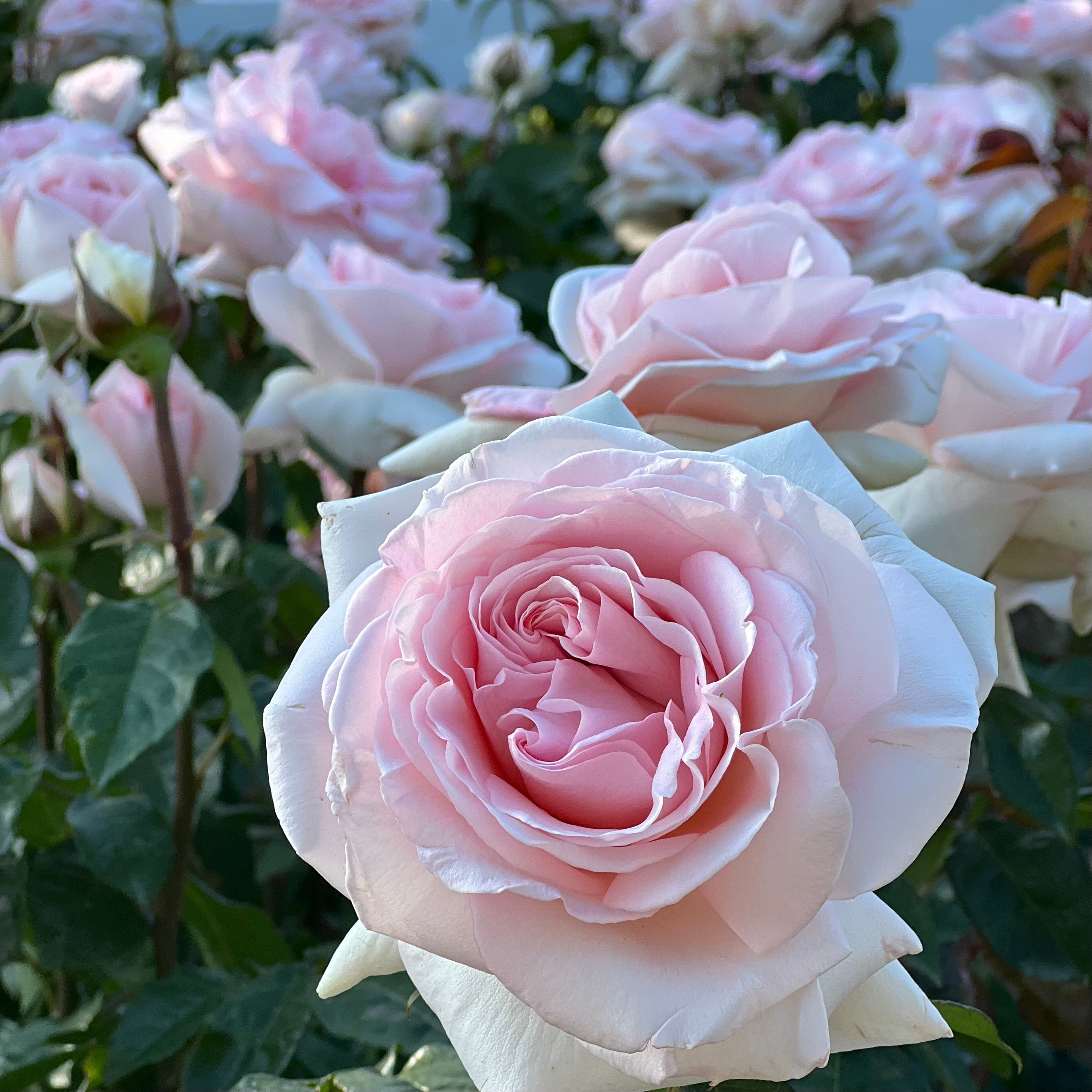 Francis Meilland® Potted Rose Bush