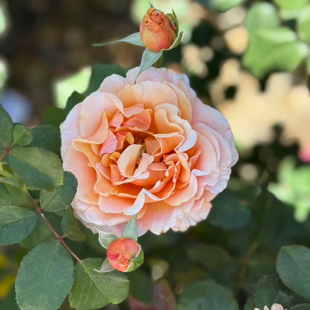 Singing in the Rain Rose Bush