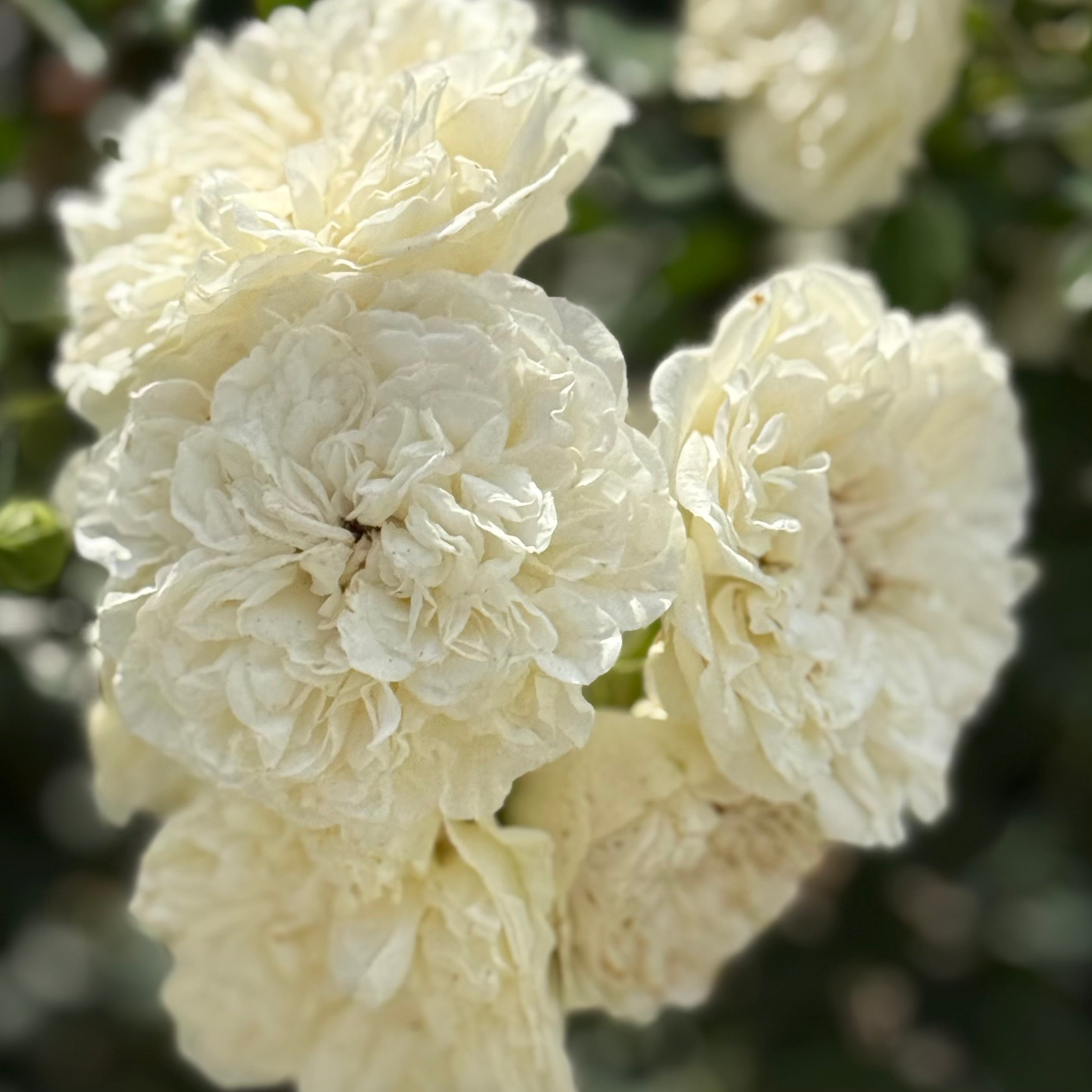 Meidiland® White Potted Rose Bush