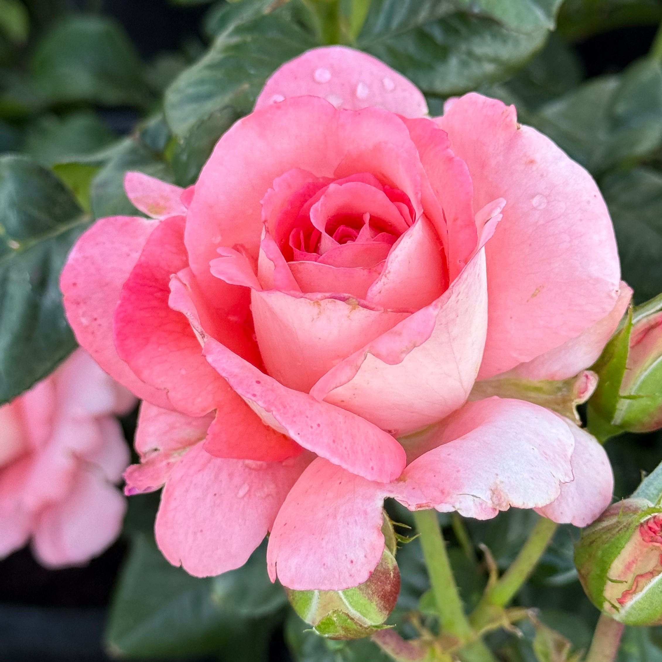 Waiheke Potted Rose Bush
