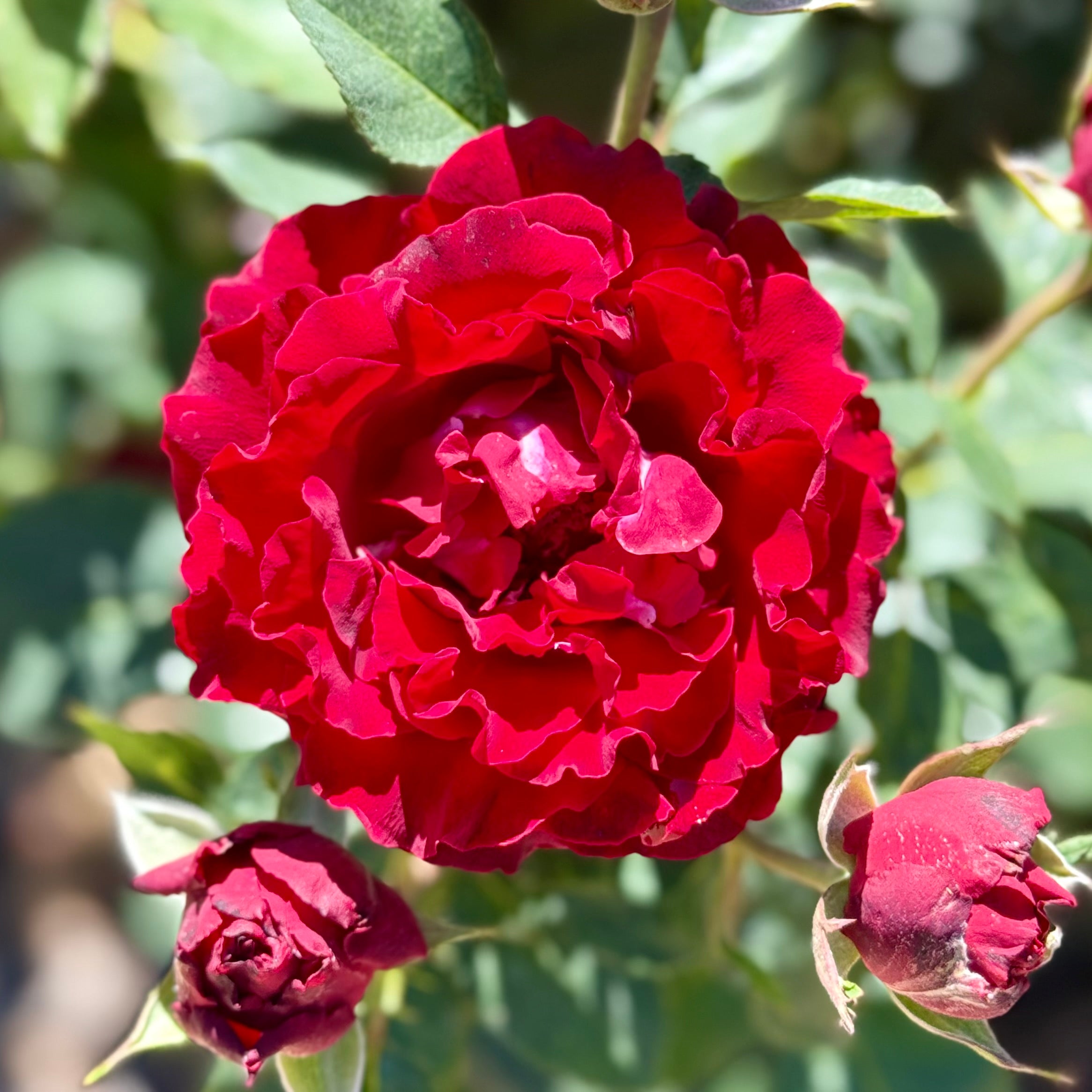 Dancing in the Dark™ Potted Rose Bush