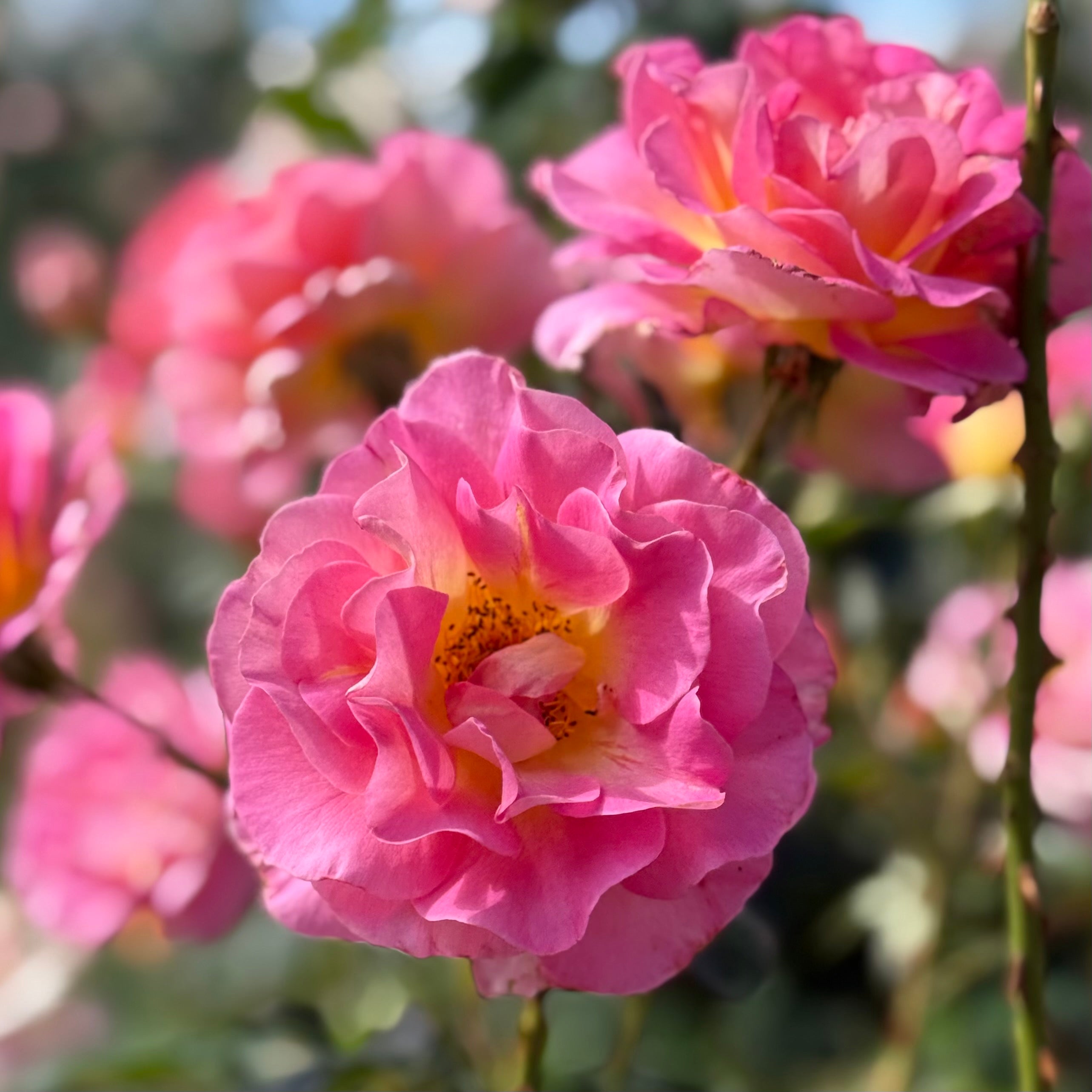 Julie Andrews Potted Rose Bush