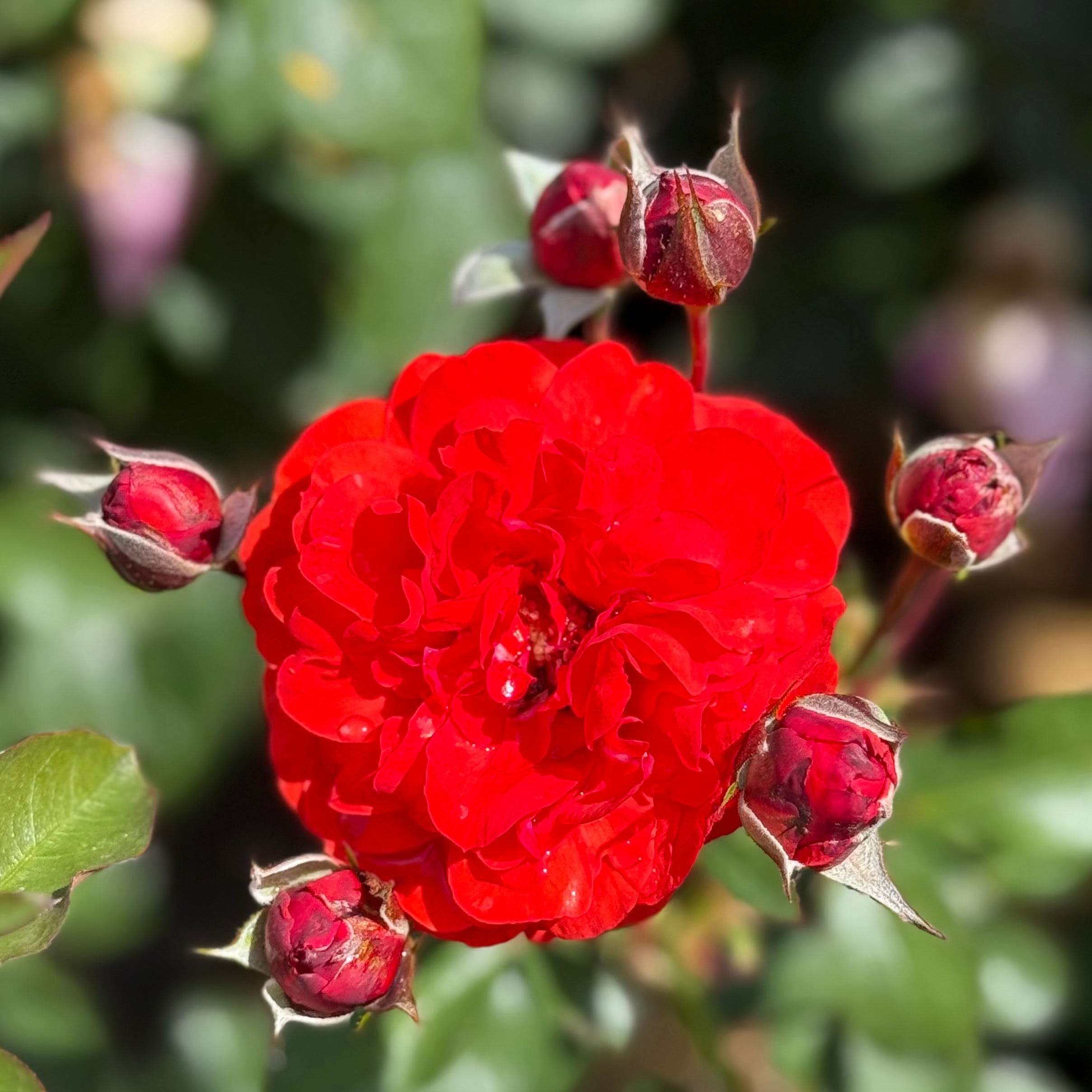 Trumpeter Potted Rose Bush