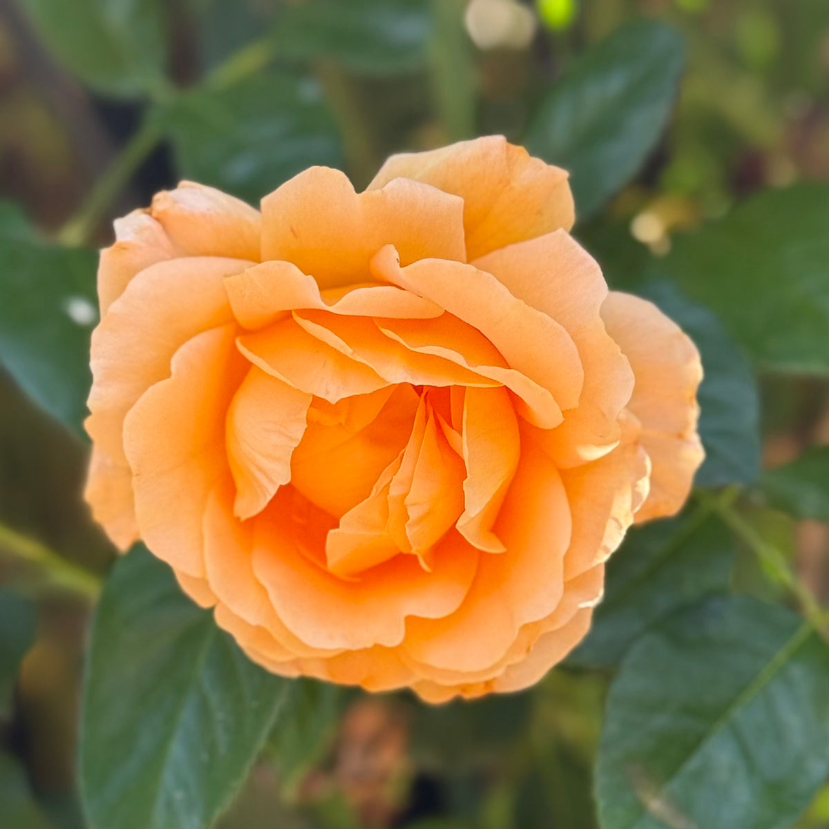Golden Opportunity™ Bare Root Climbing Rose Bush