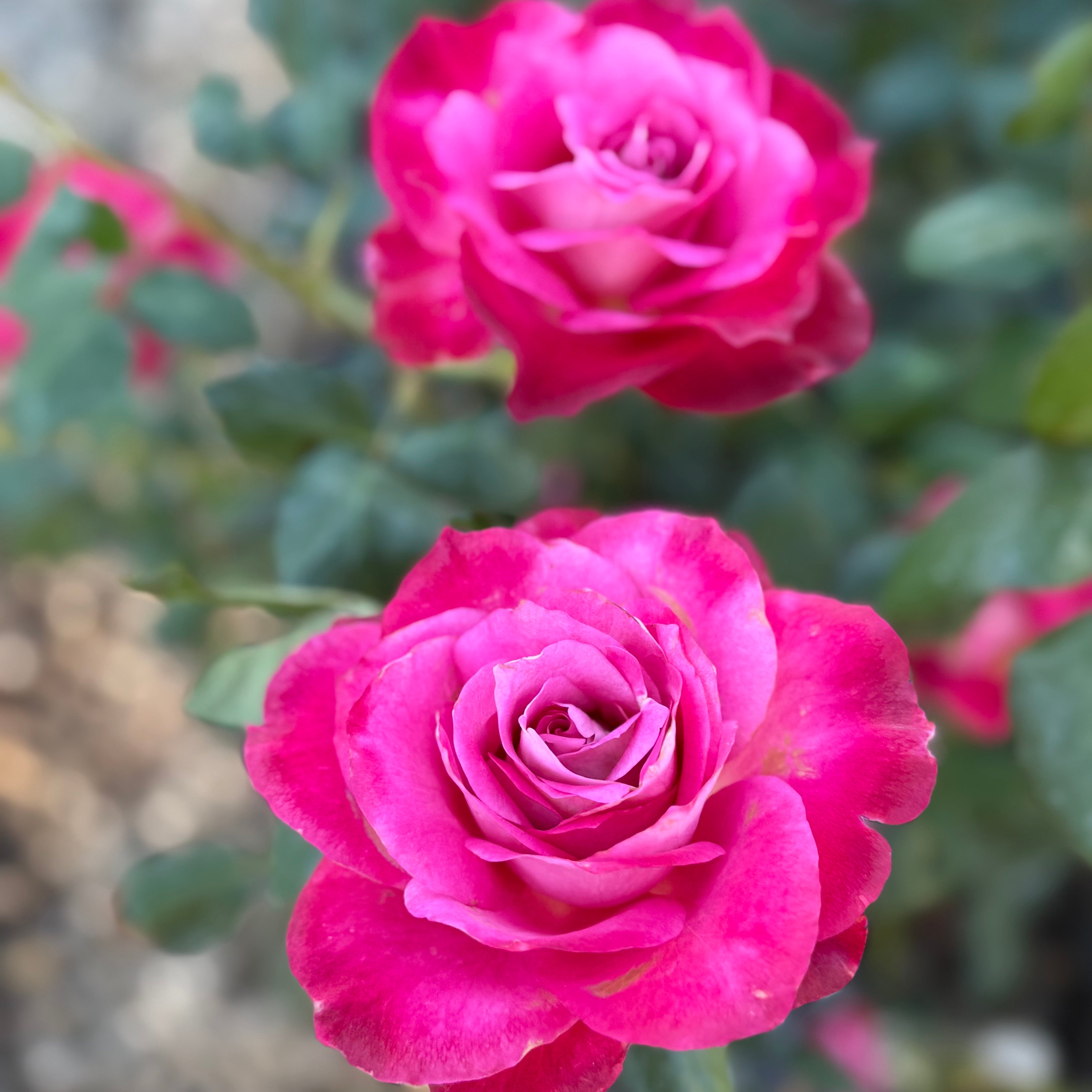 Girl's Night Out™ Potted Rose Bush