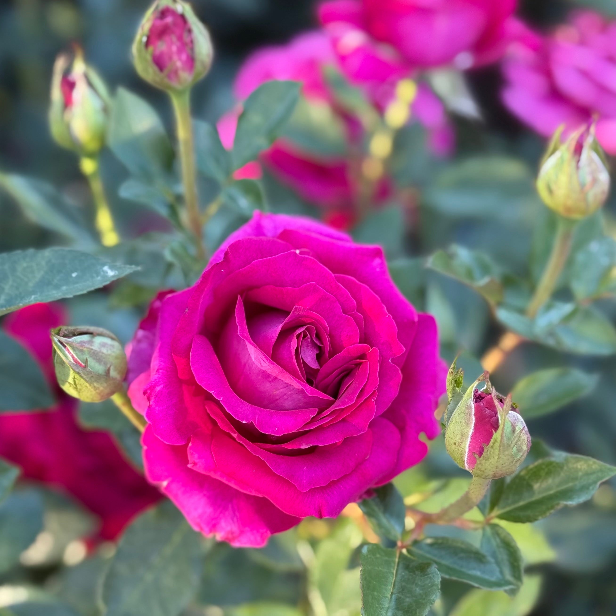 Stiletto™ Potted Rose Bush
