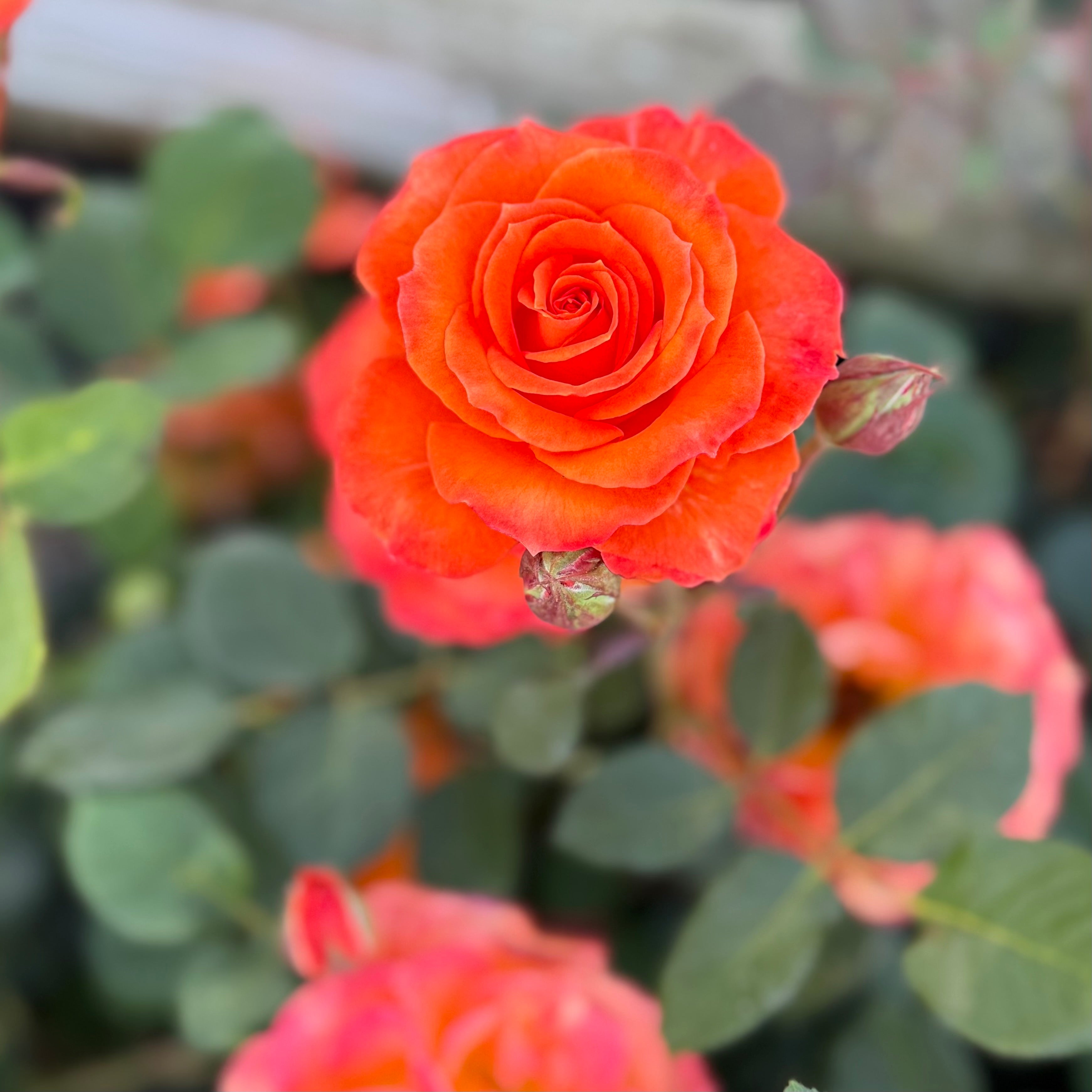 Gingersnap Potted Rose Bush