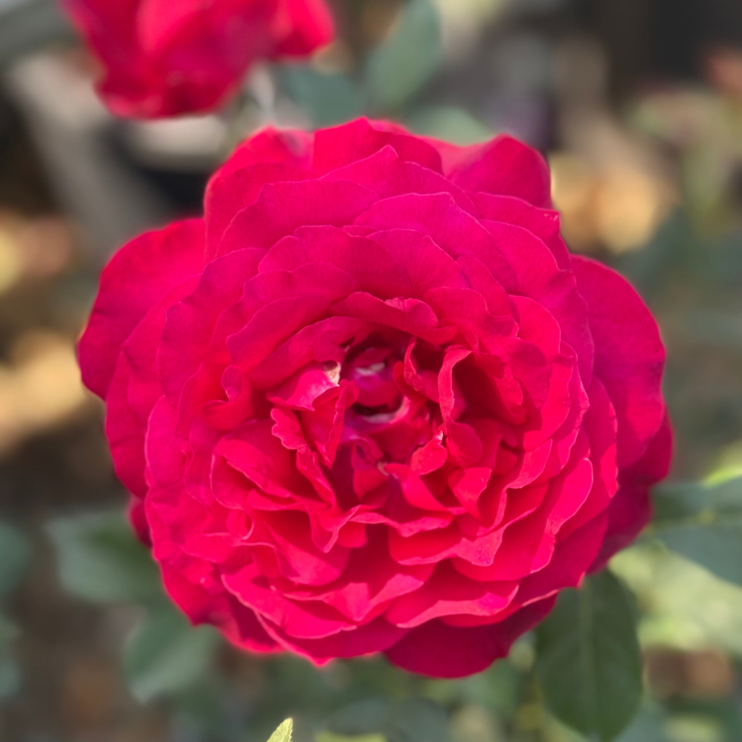 Janice Kellogg® Potted Rose Bush
