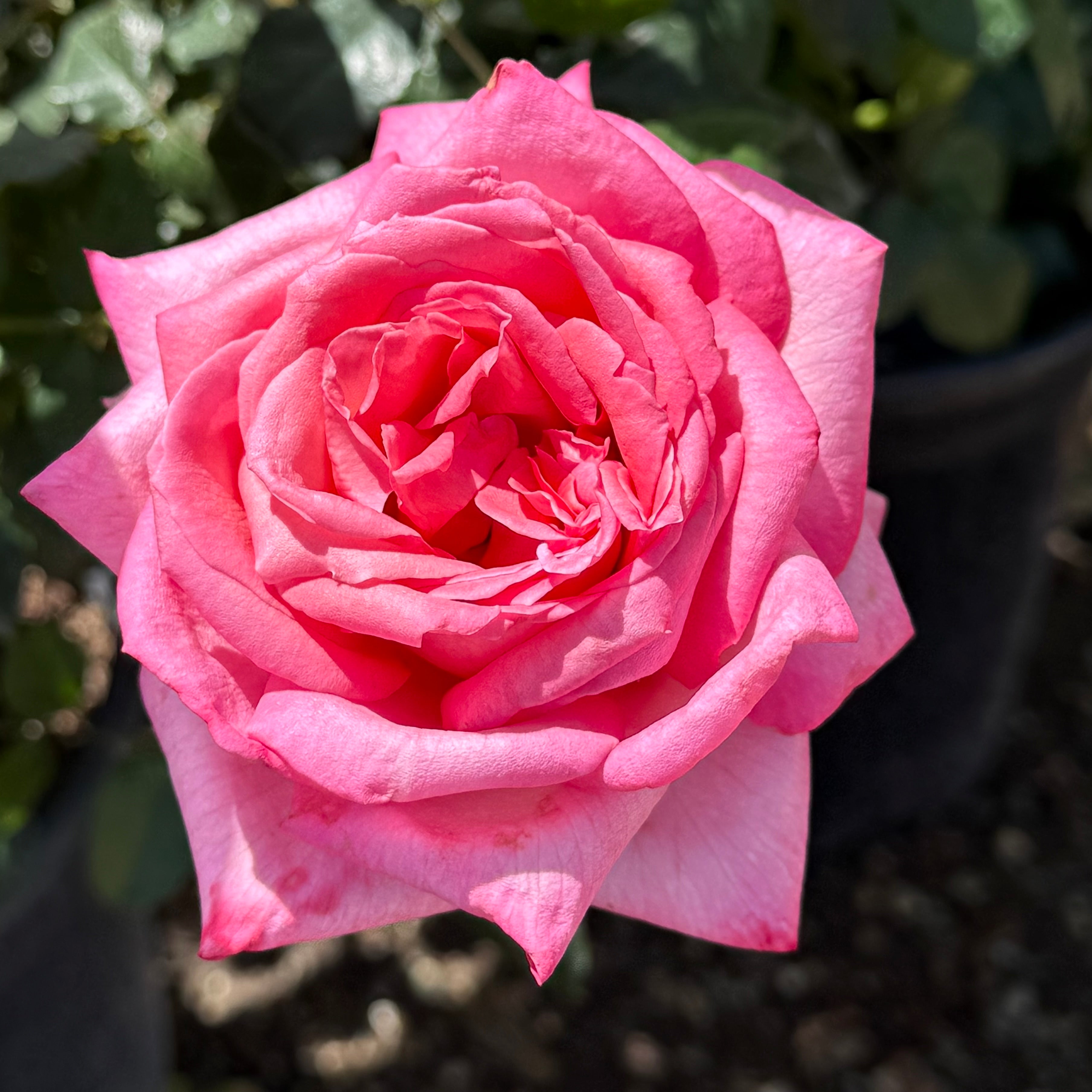 Eleganza® Wedding Bells™ Potted Rose Bush