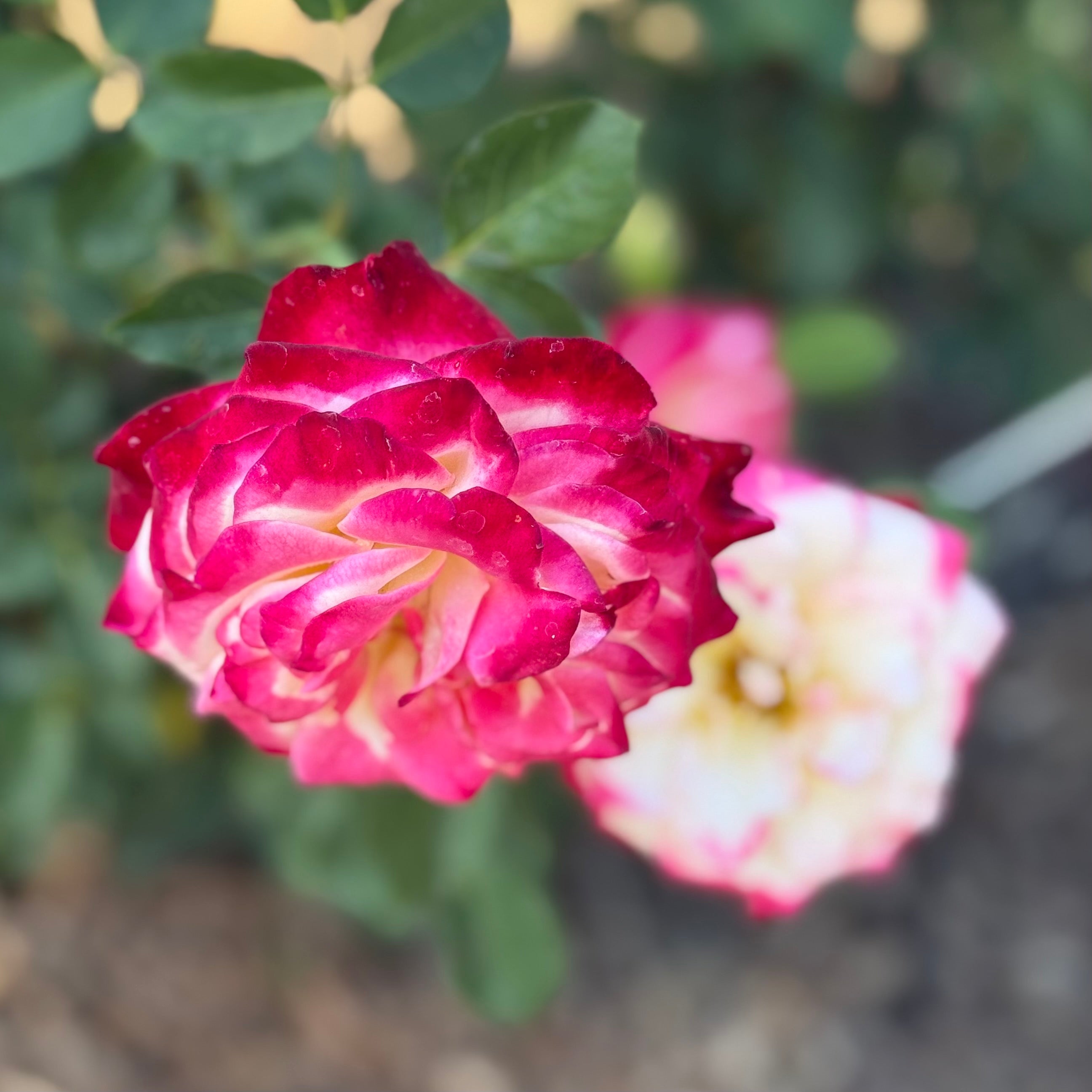 White Lies™ Potted Rose Bush